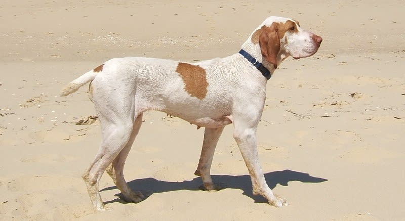 Ariege Pointer 9