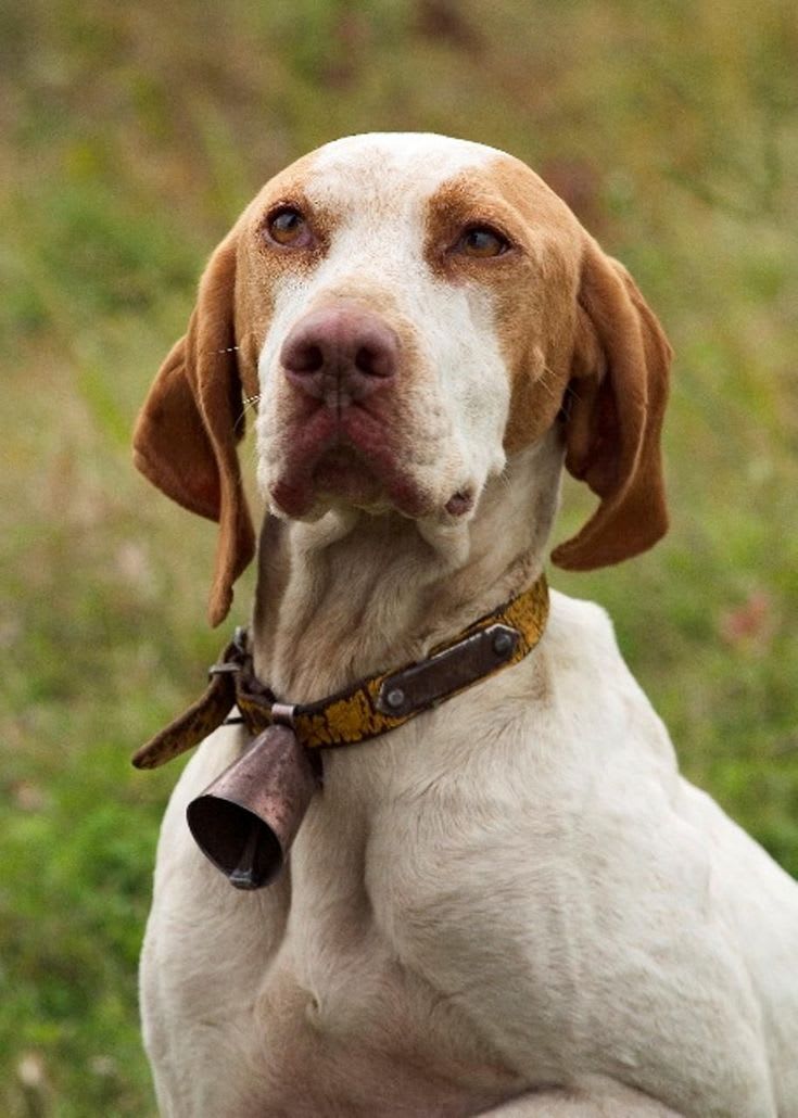 Ariege Pointer