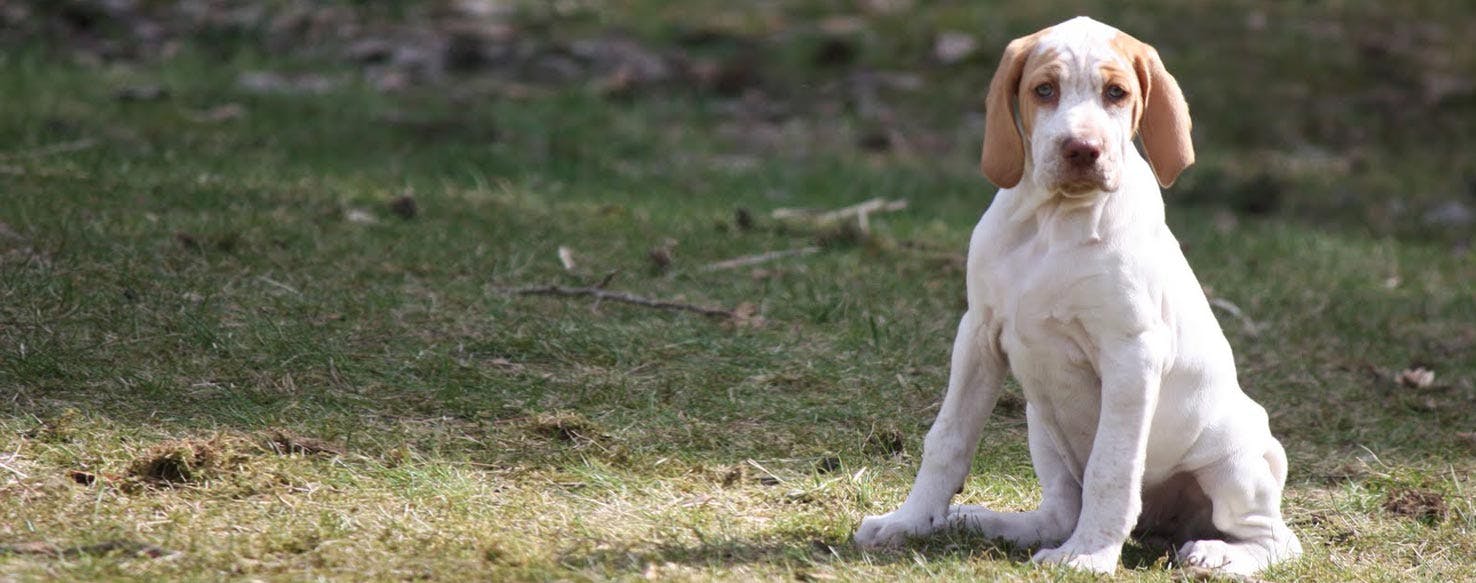 Ariege Pointer
