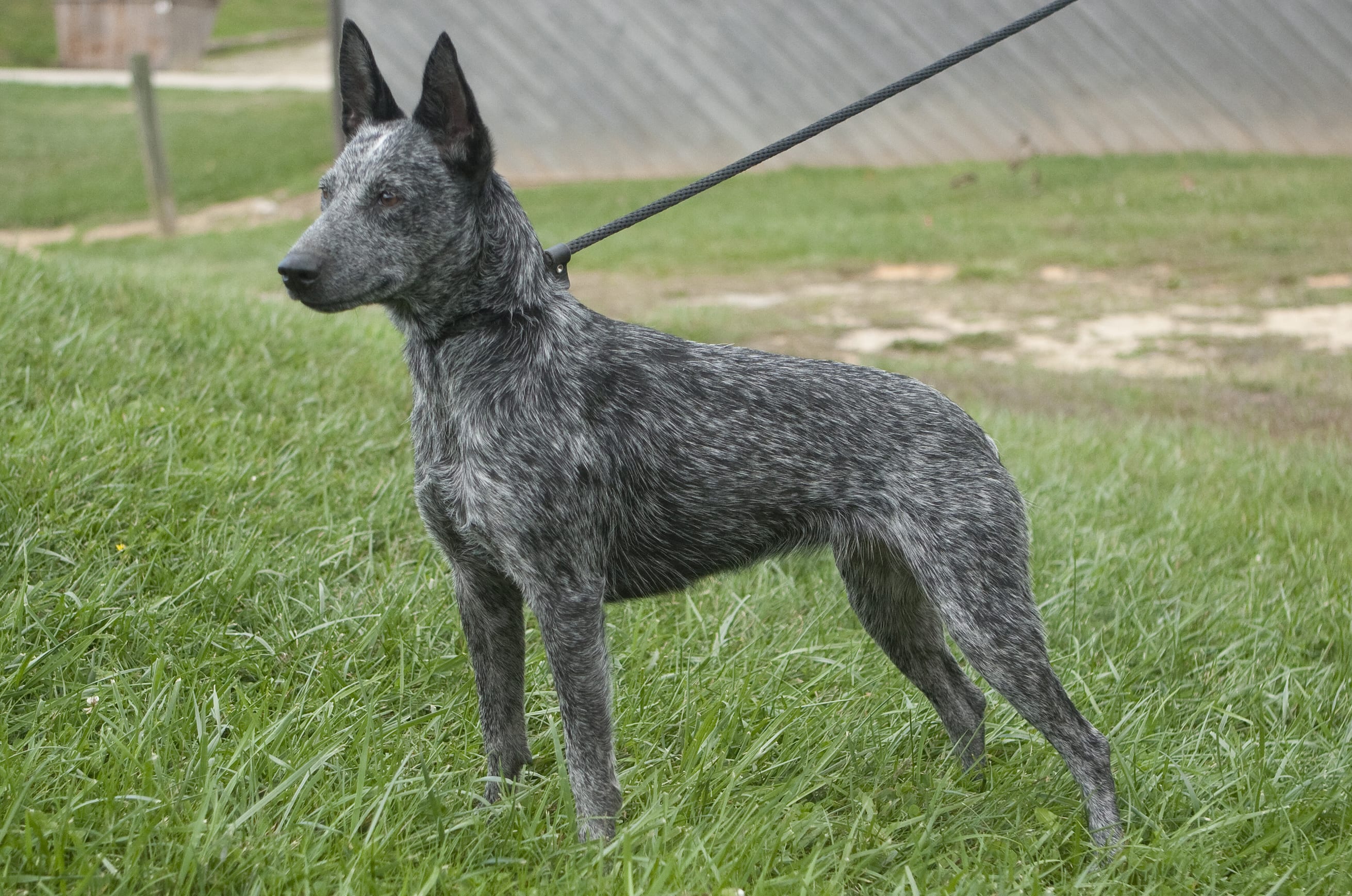 Australian Stumpy Tail Cattle Dog 7
