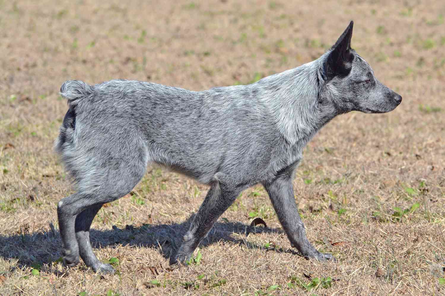 Australian Stumpy Tail Cattle Dog