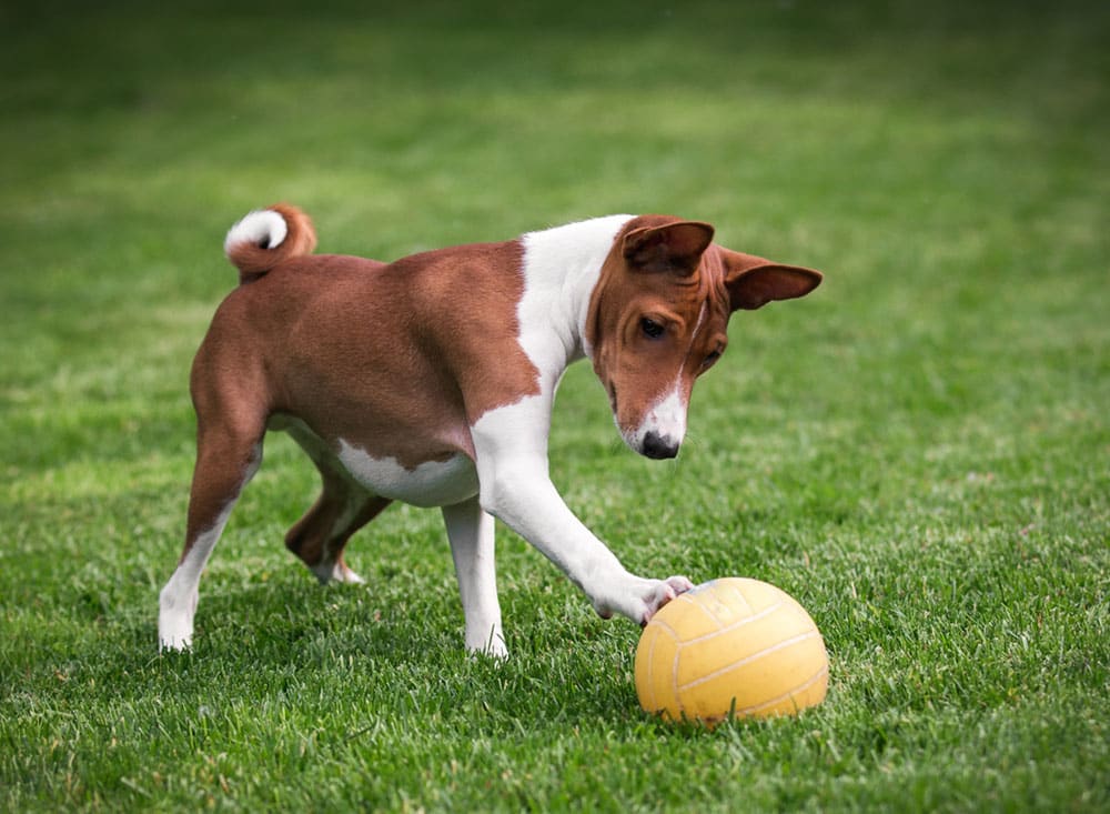 Basenji 1