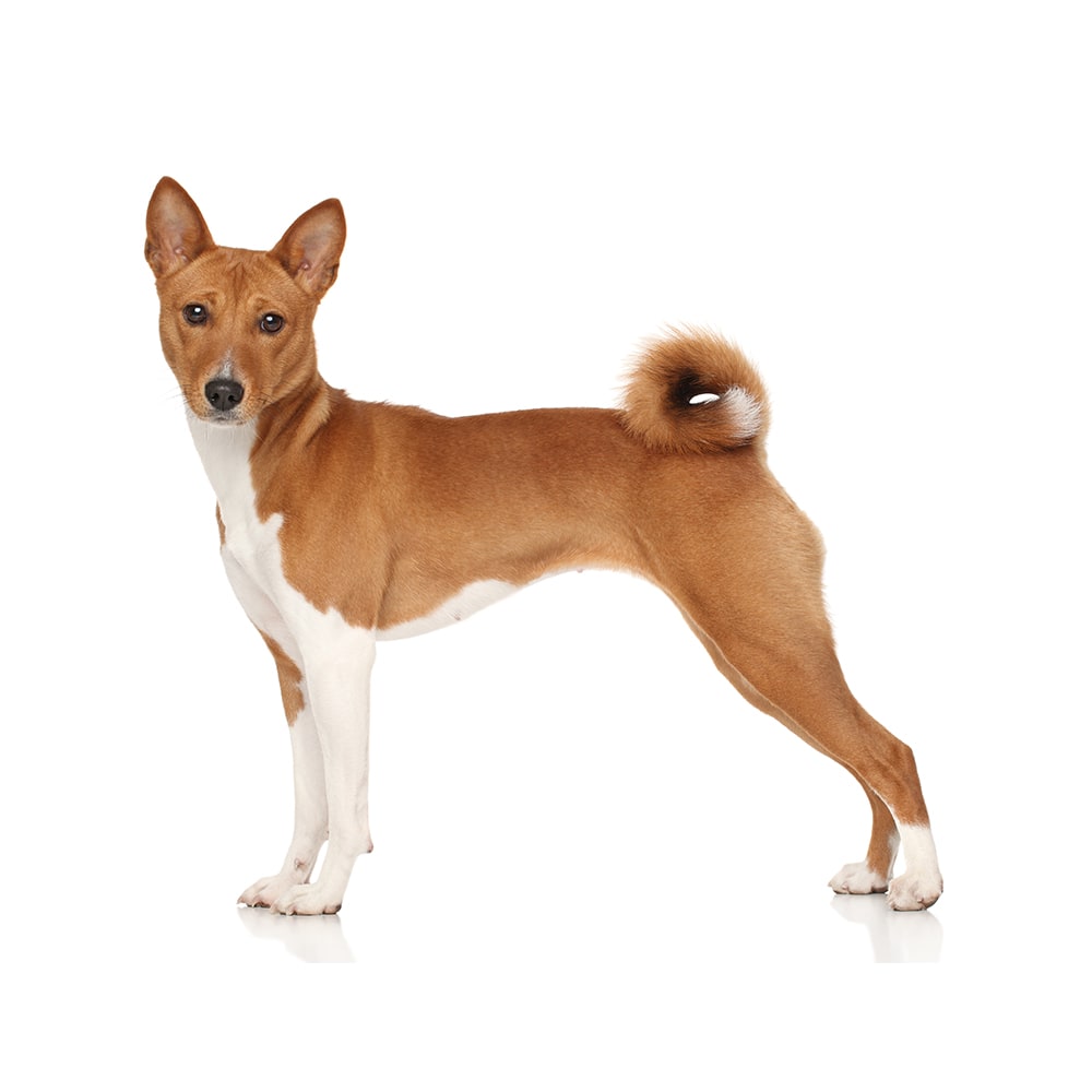 Basenji