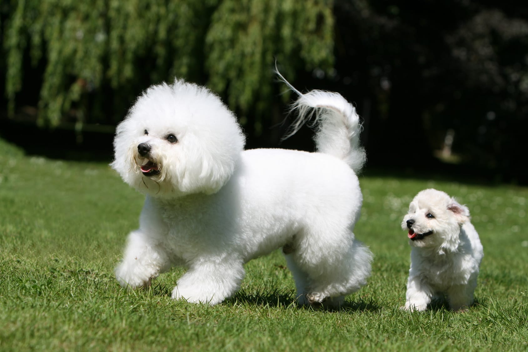 Bichon Frisé 2