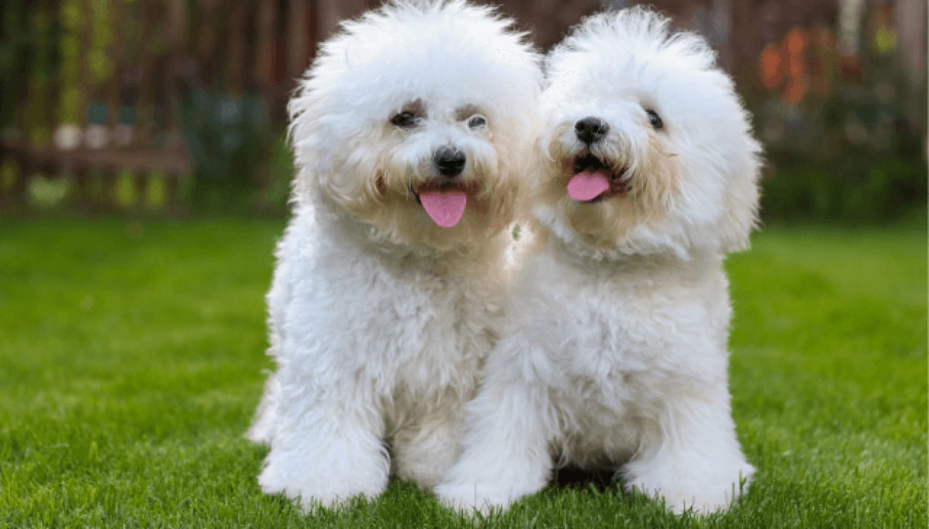Bichon Frisé