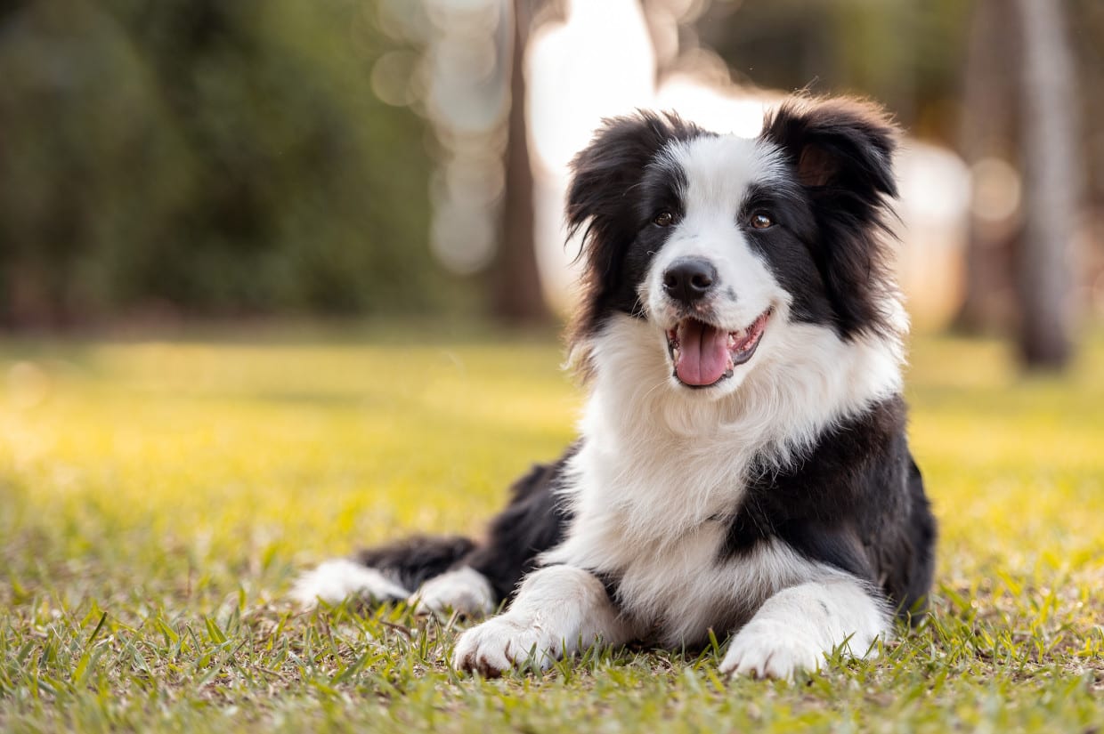 Border Collie 9