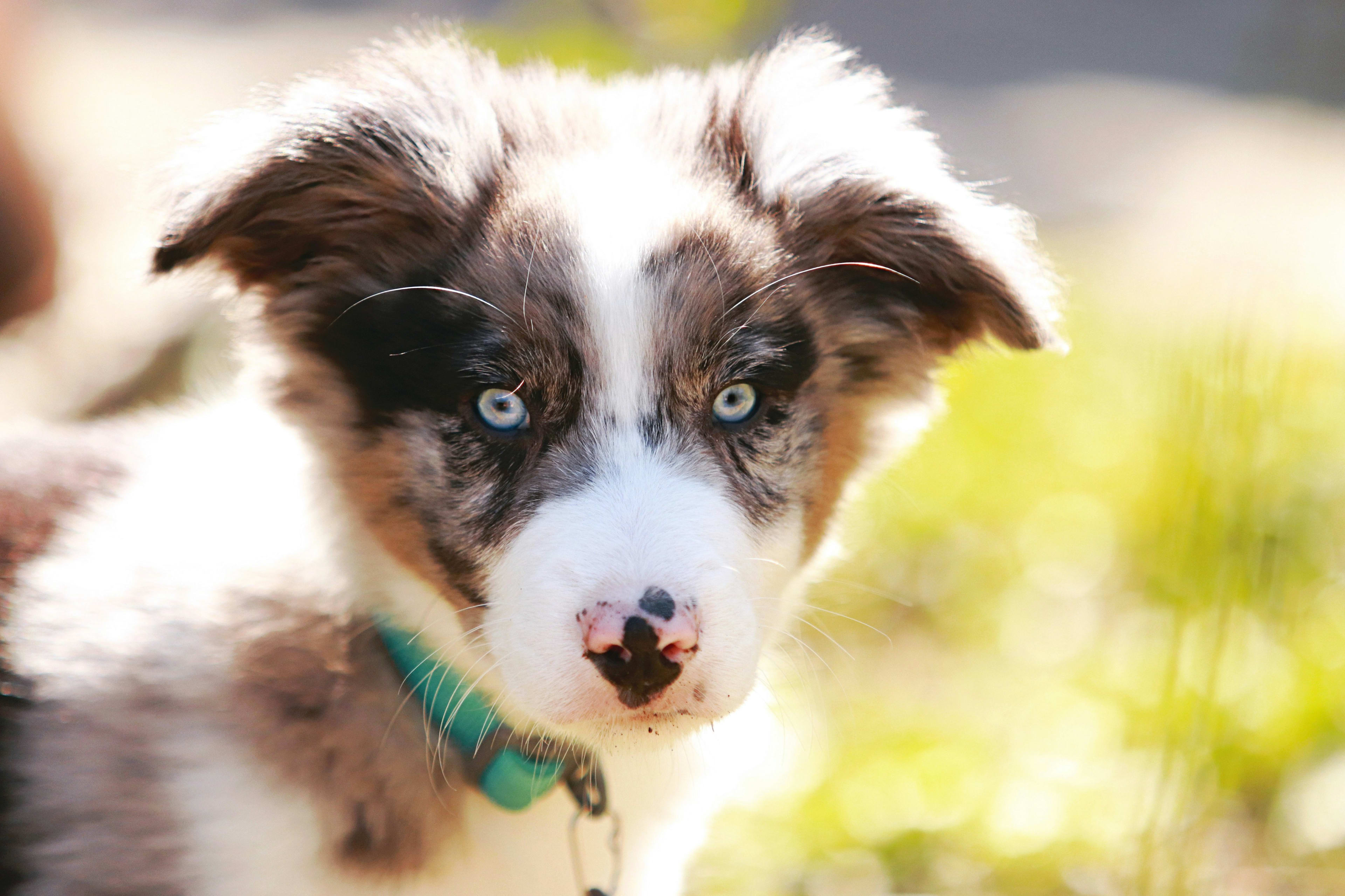 Border Collie
