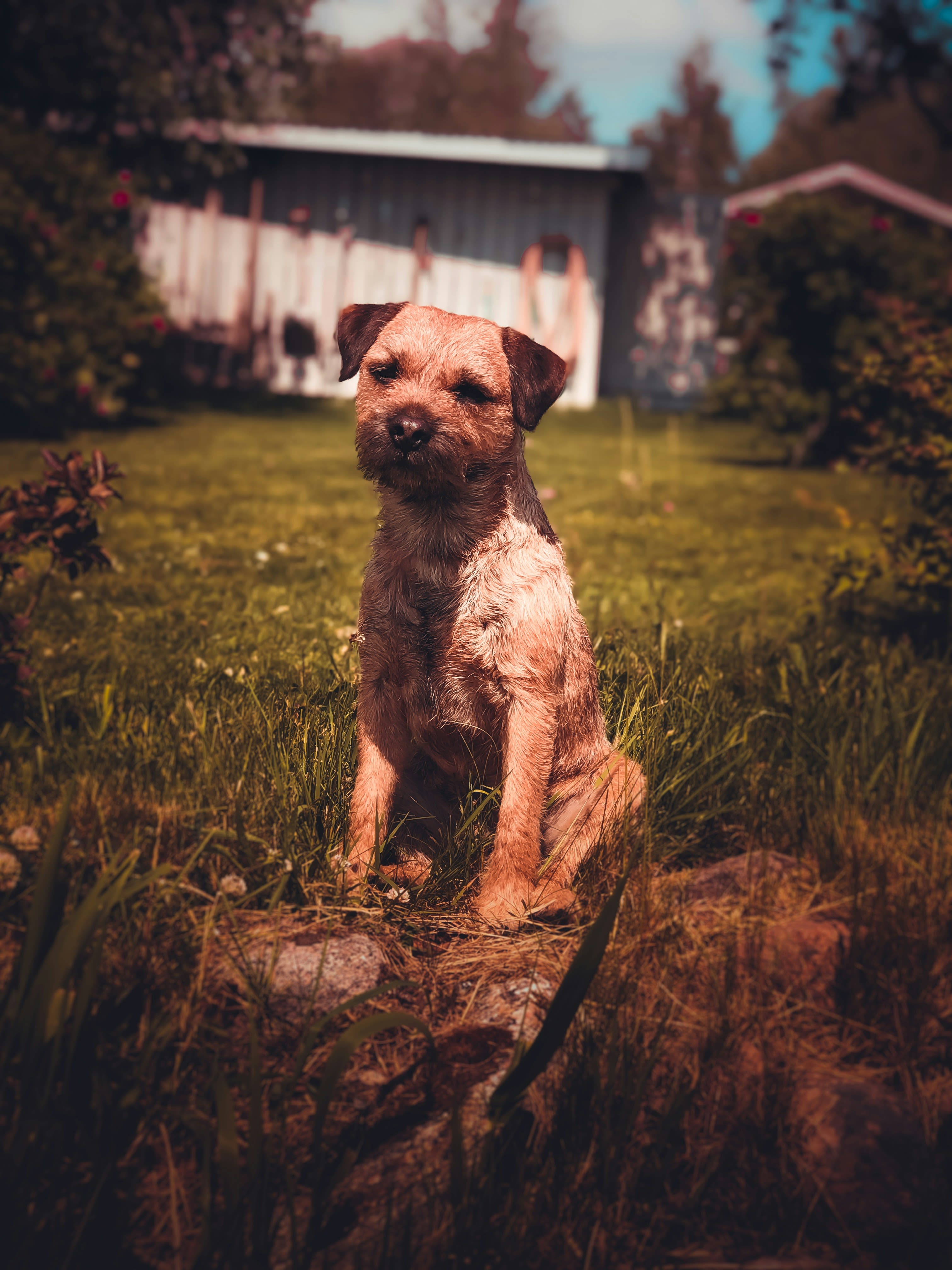 Border Terrier 10