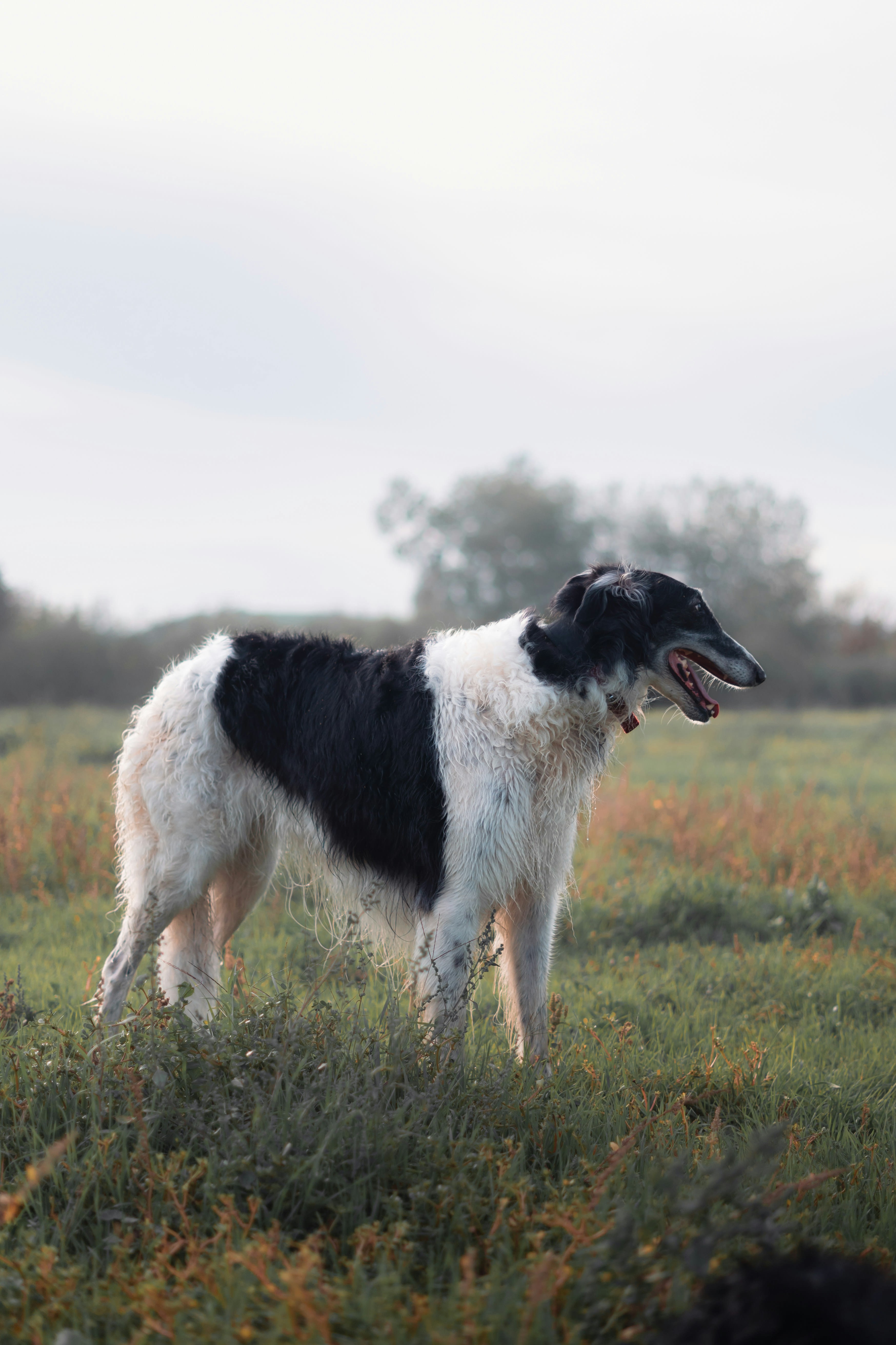 Borzoi 9