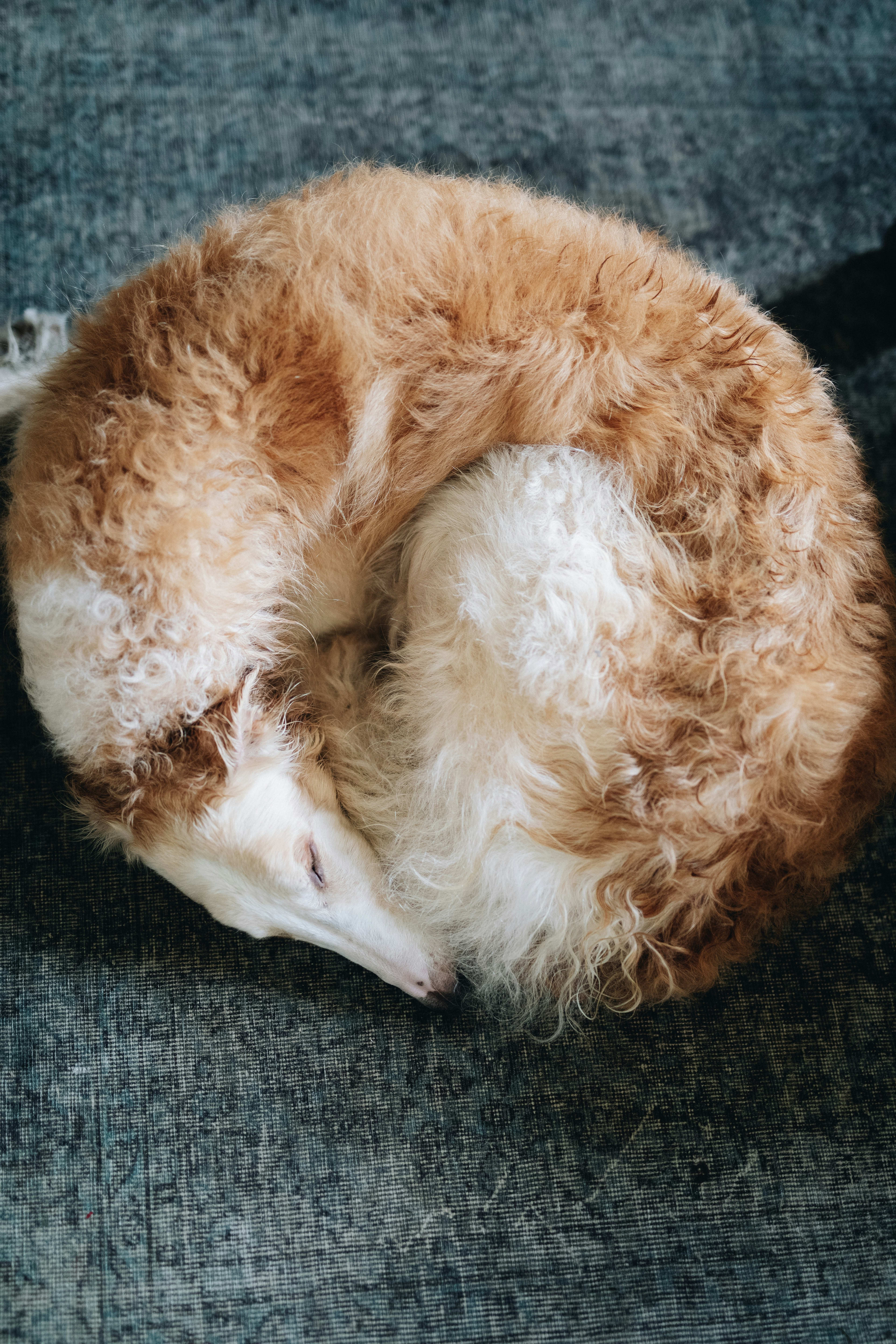 Borzoi