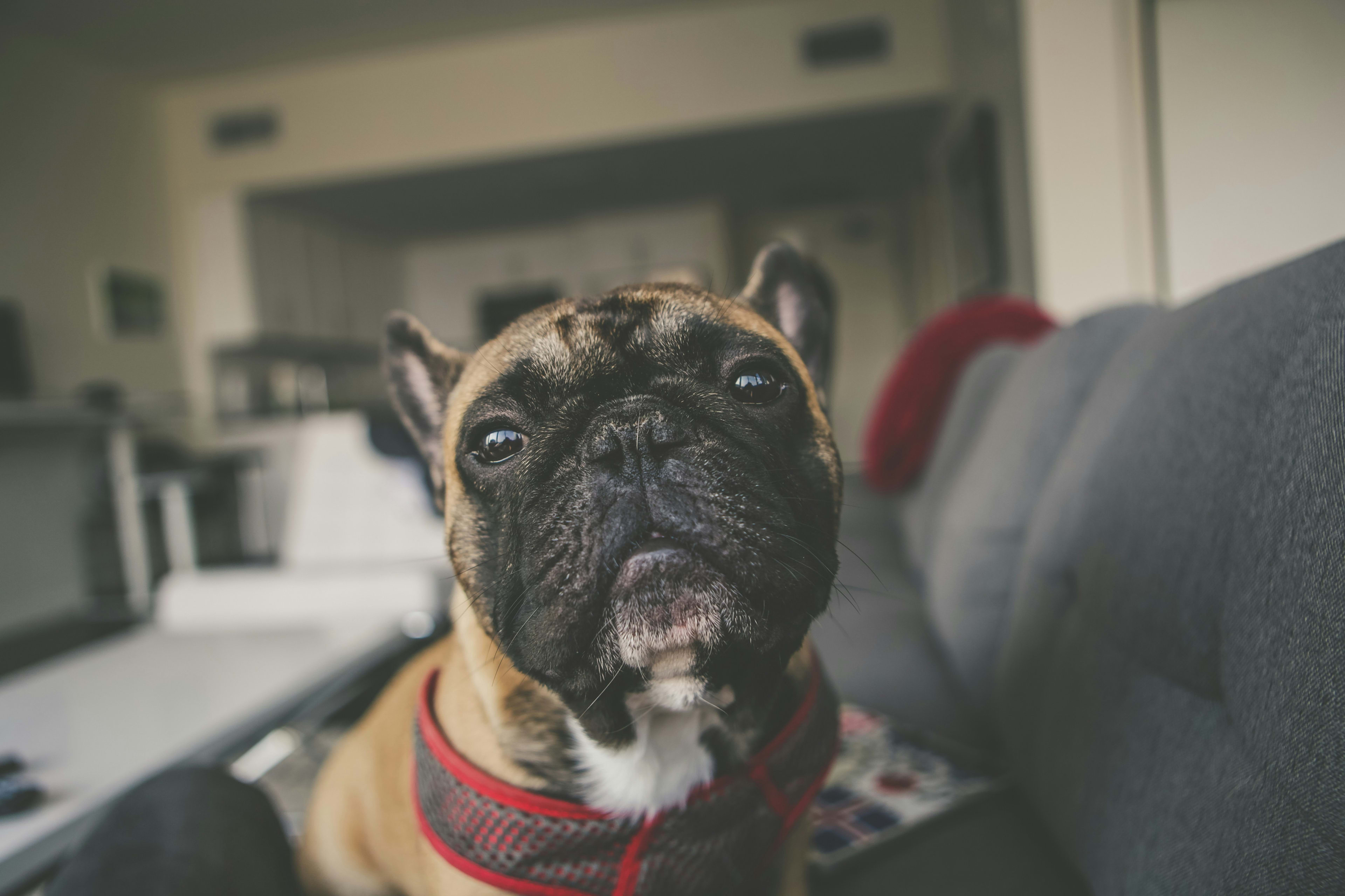 Bulldog