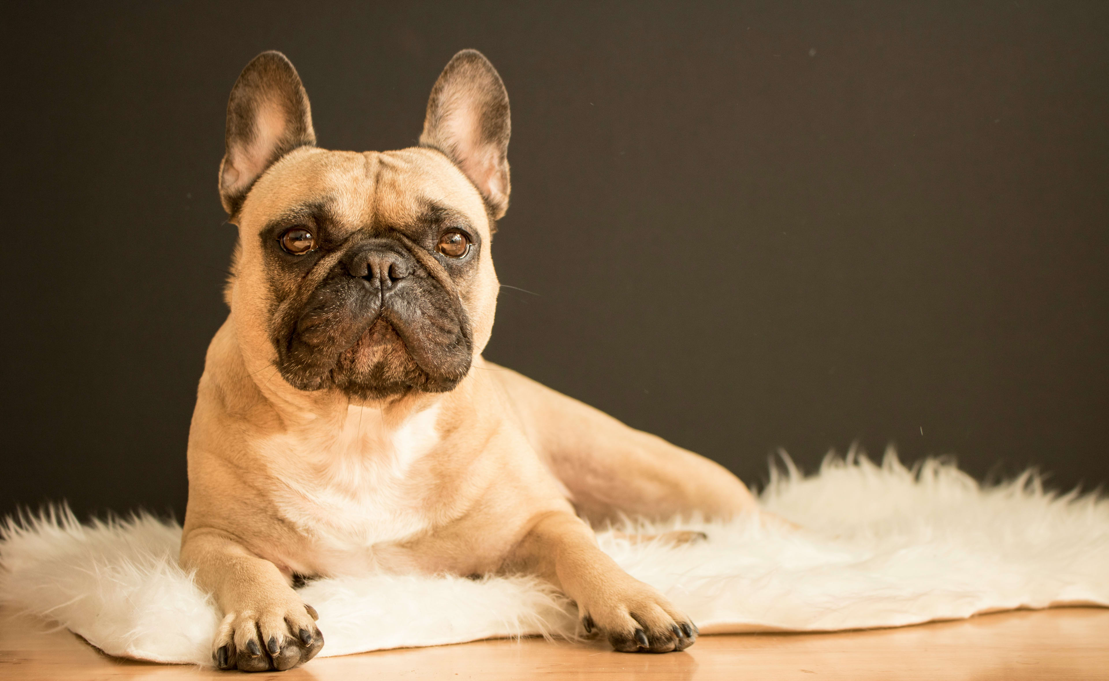 Bulldog