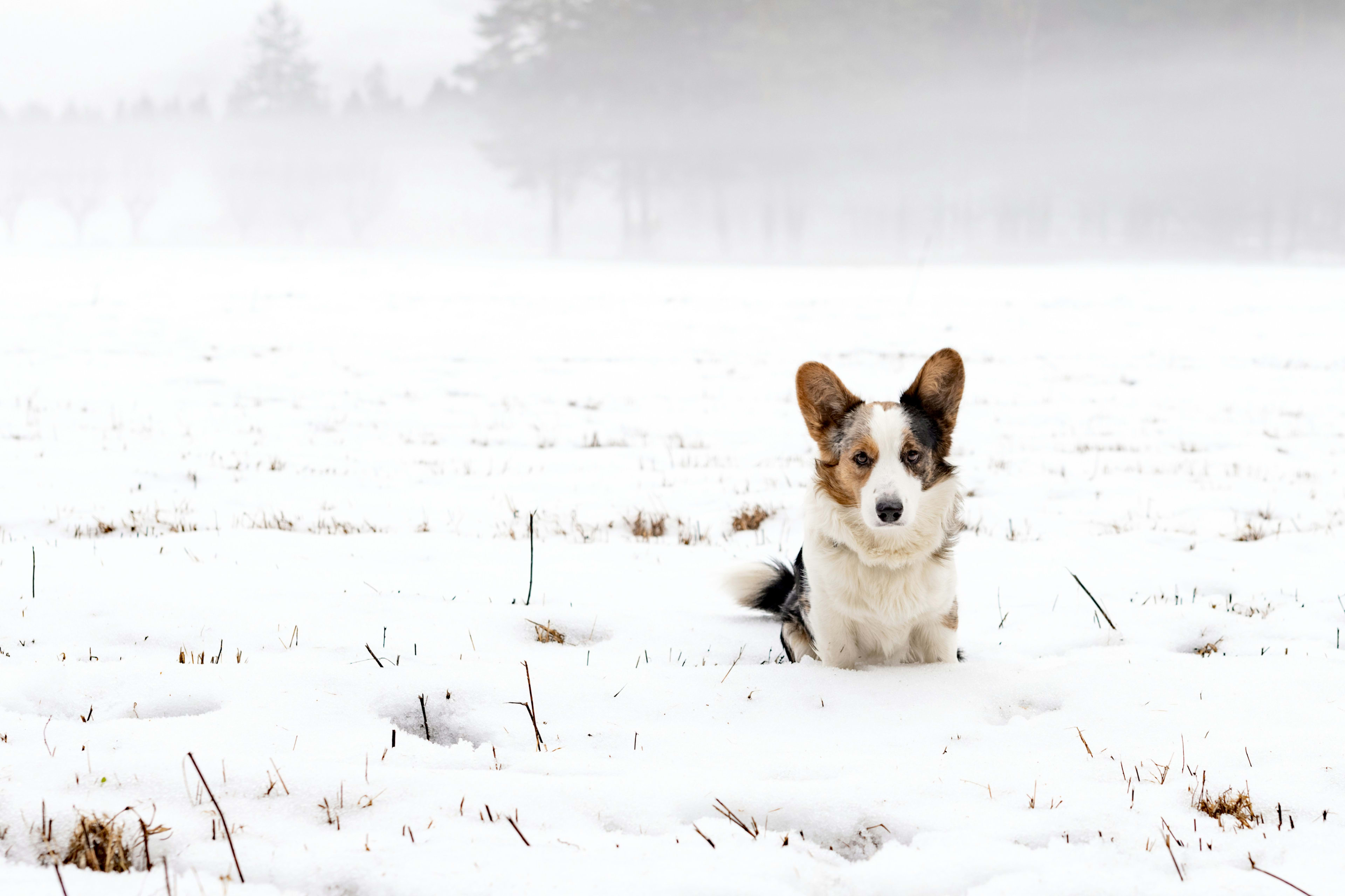 Cardigan Welsh Corgi