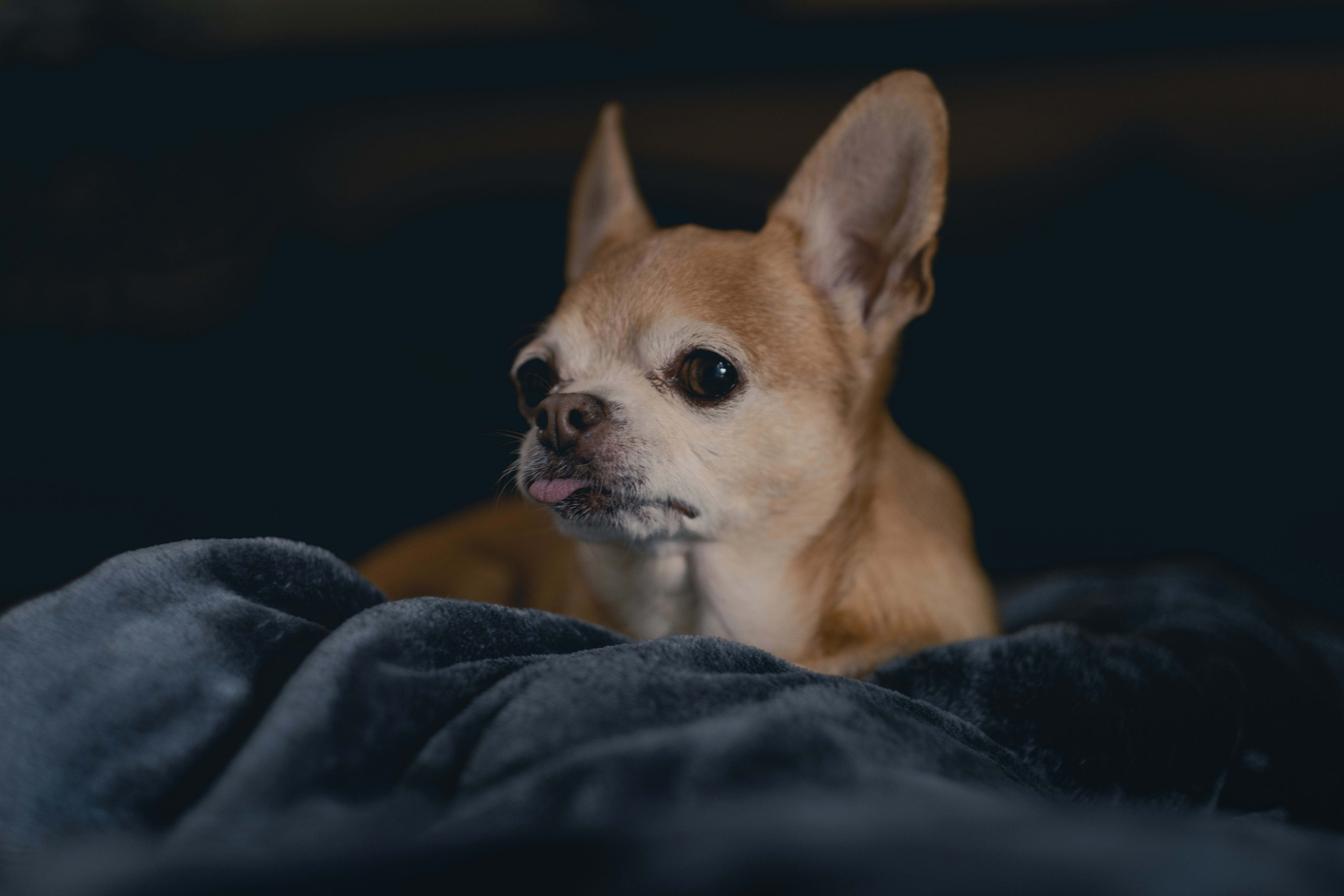 Chihuahua 4