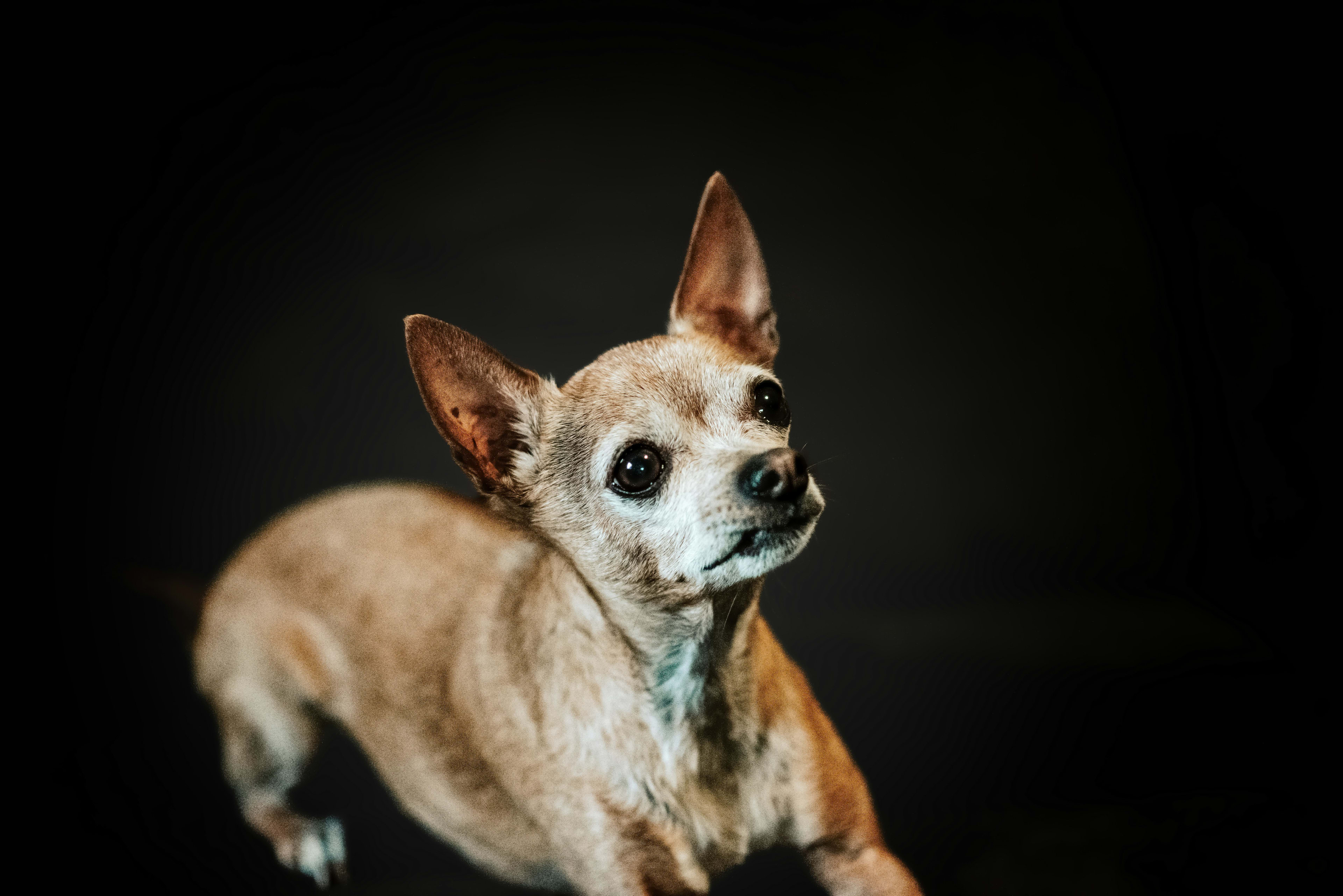 Chihuahua