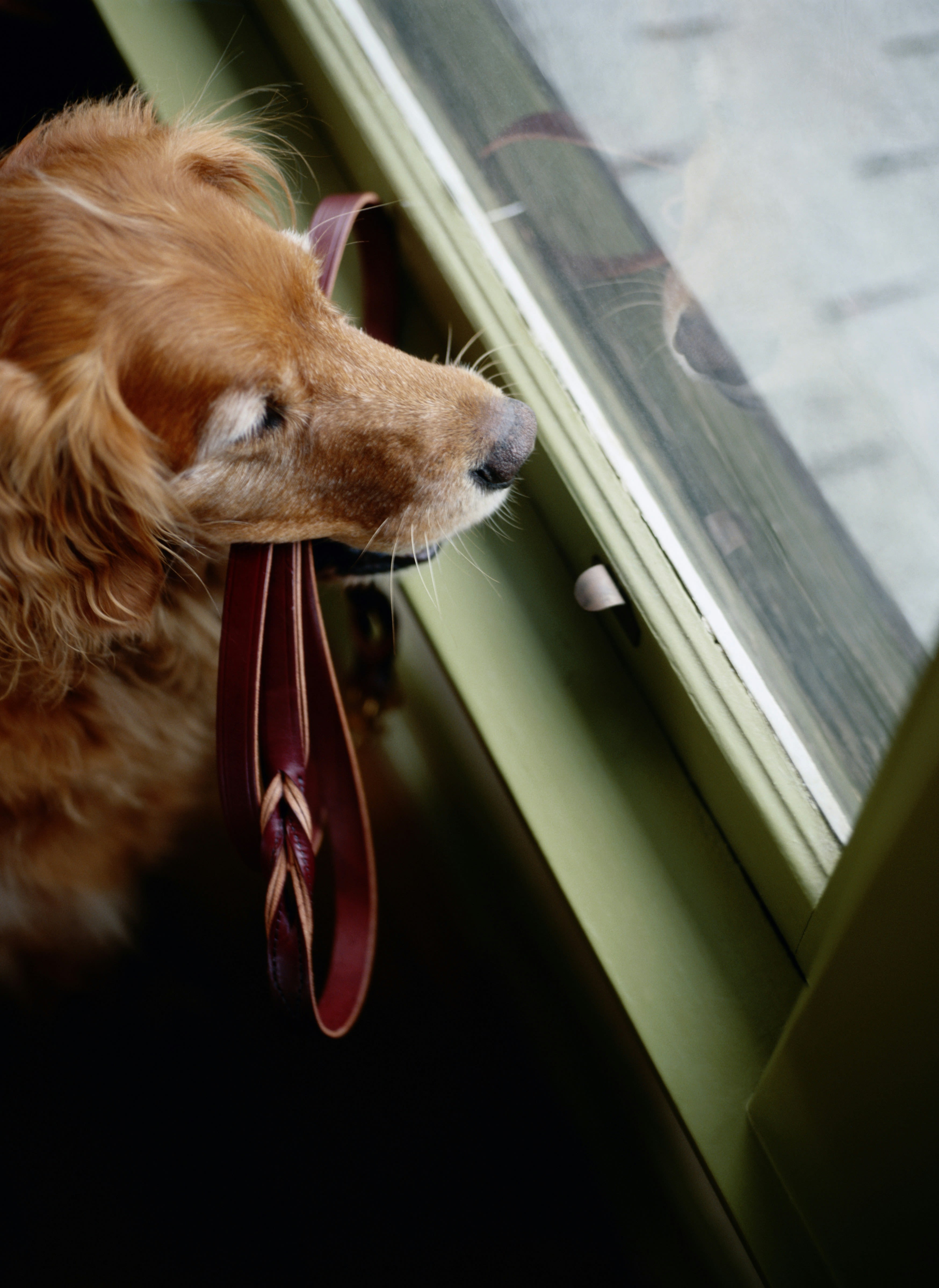 Cocker Spaniel 10