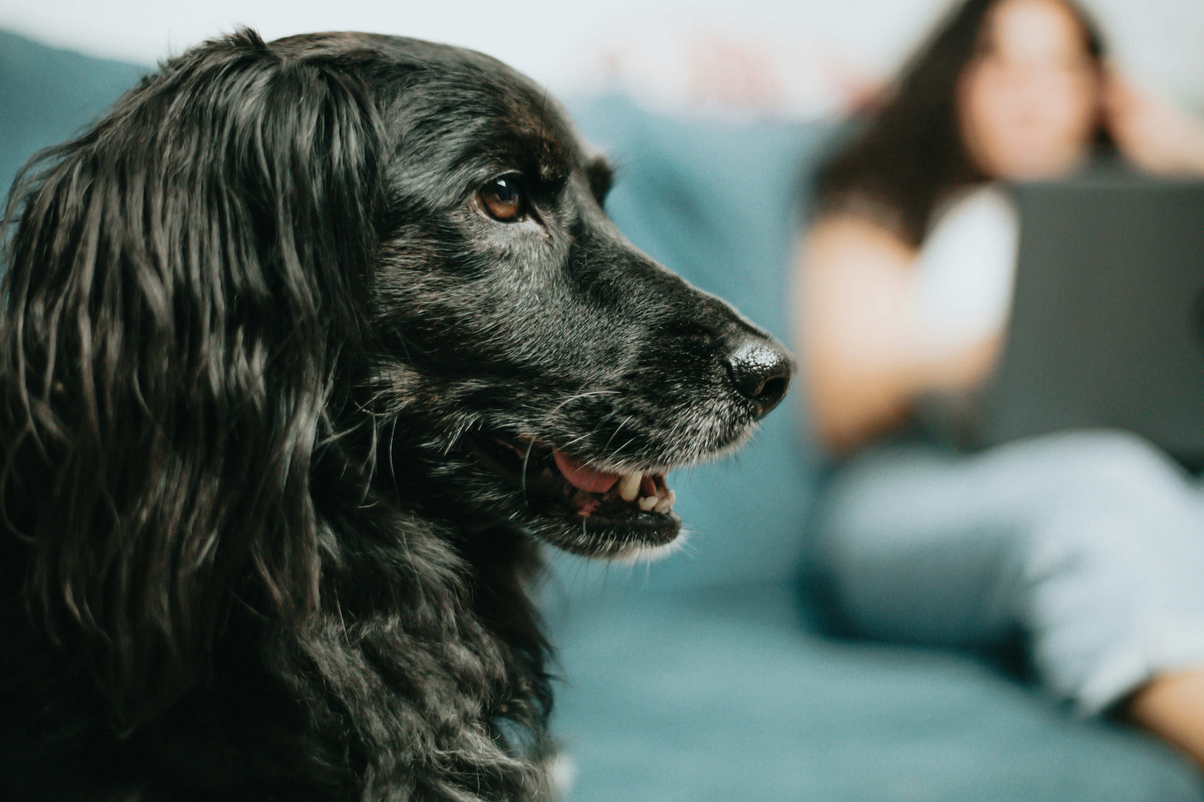 Cocker Spaniel