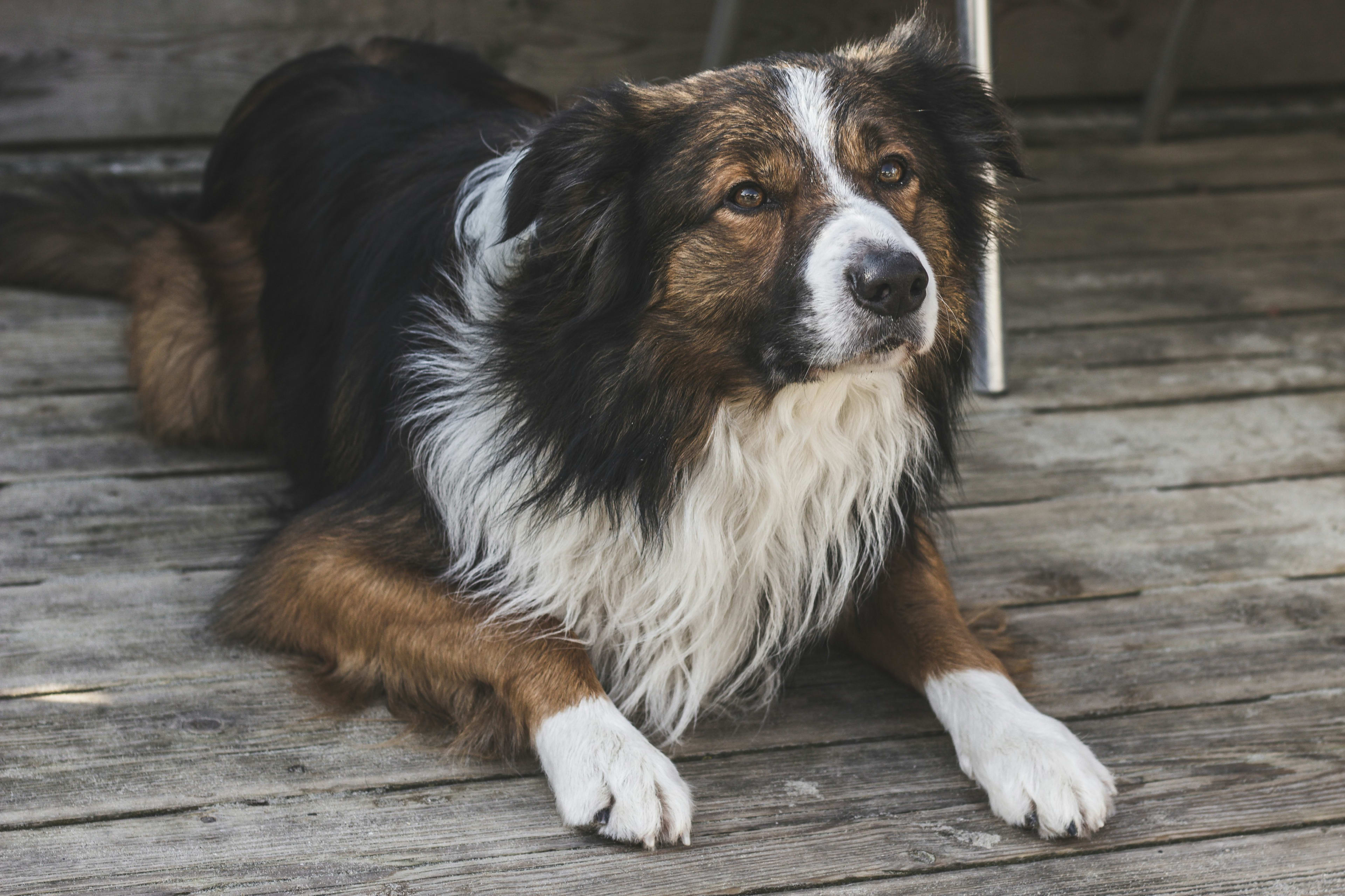Collie 3