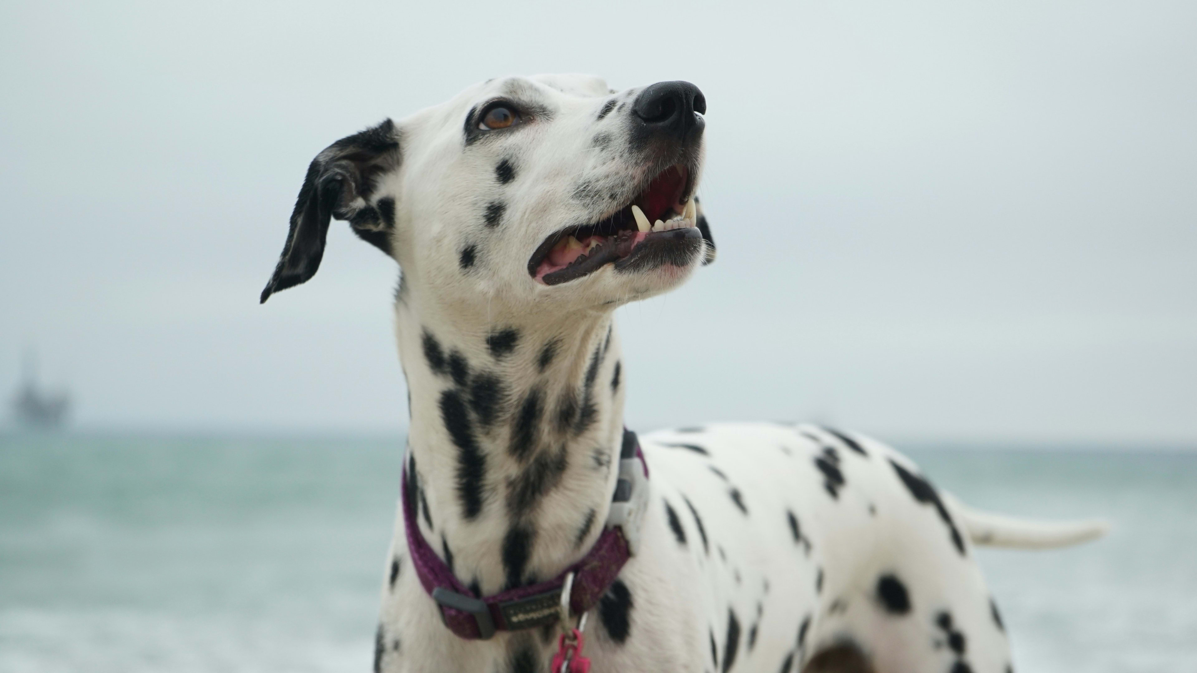 Dalmatian 10