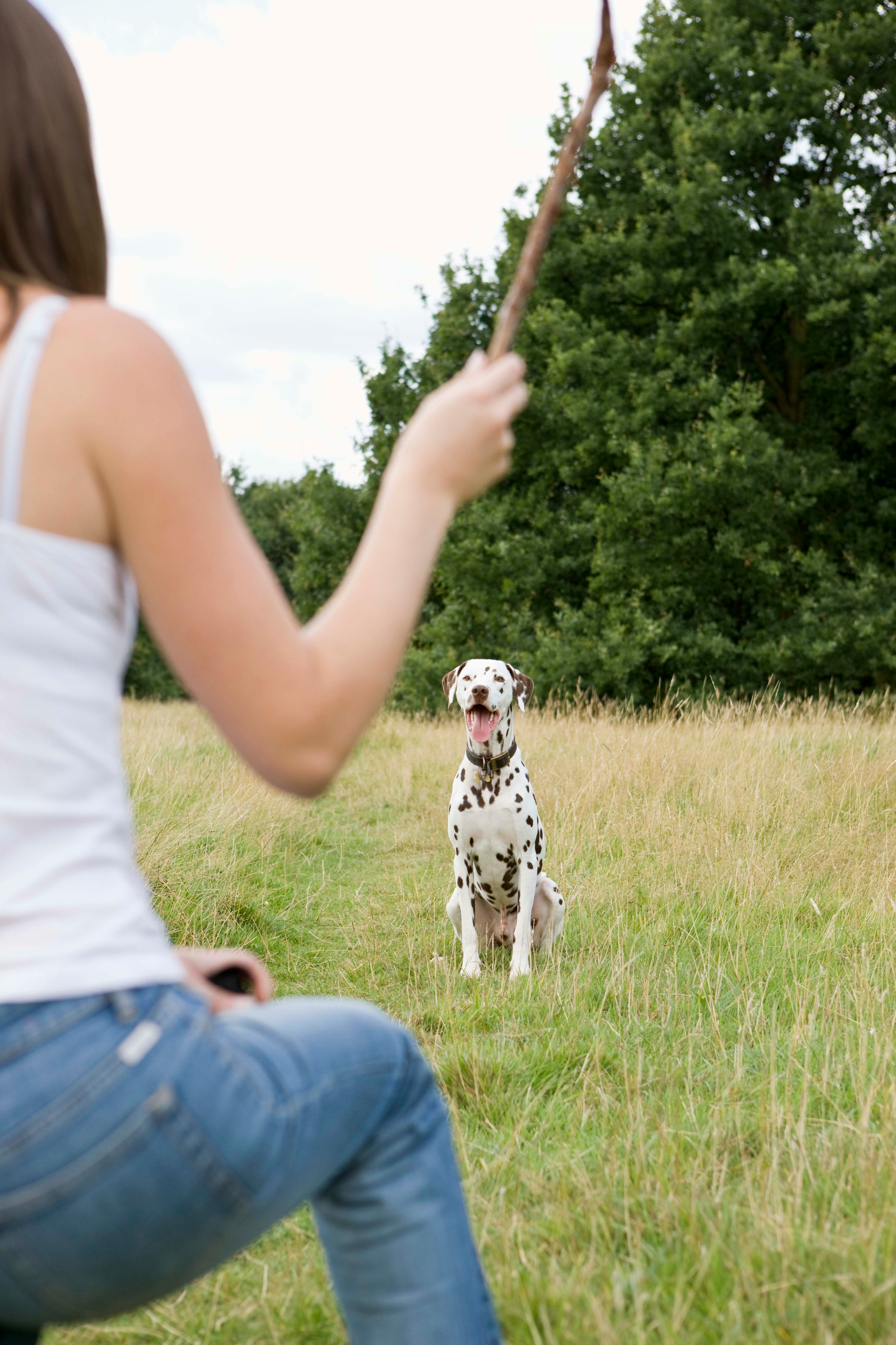 Dalmatian