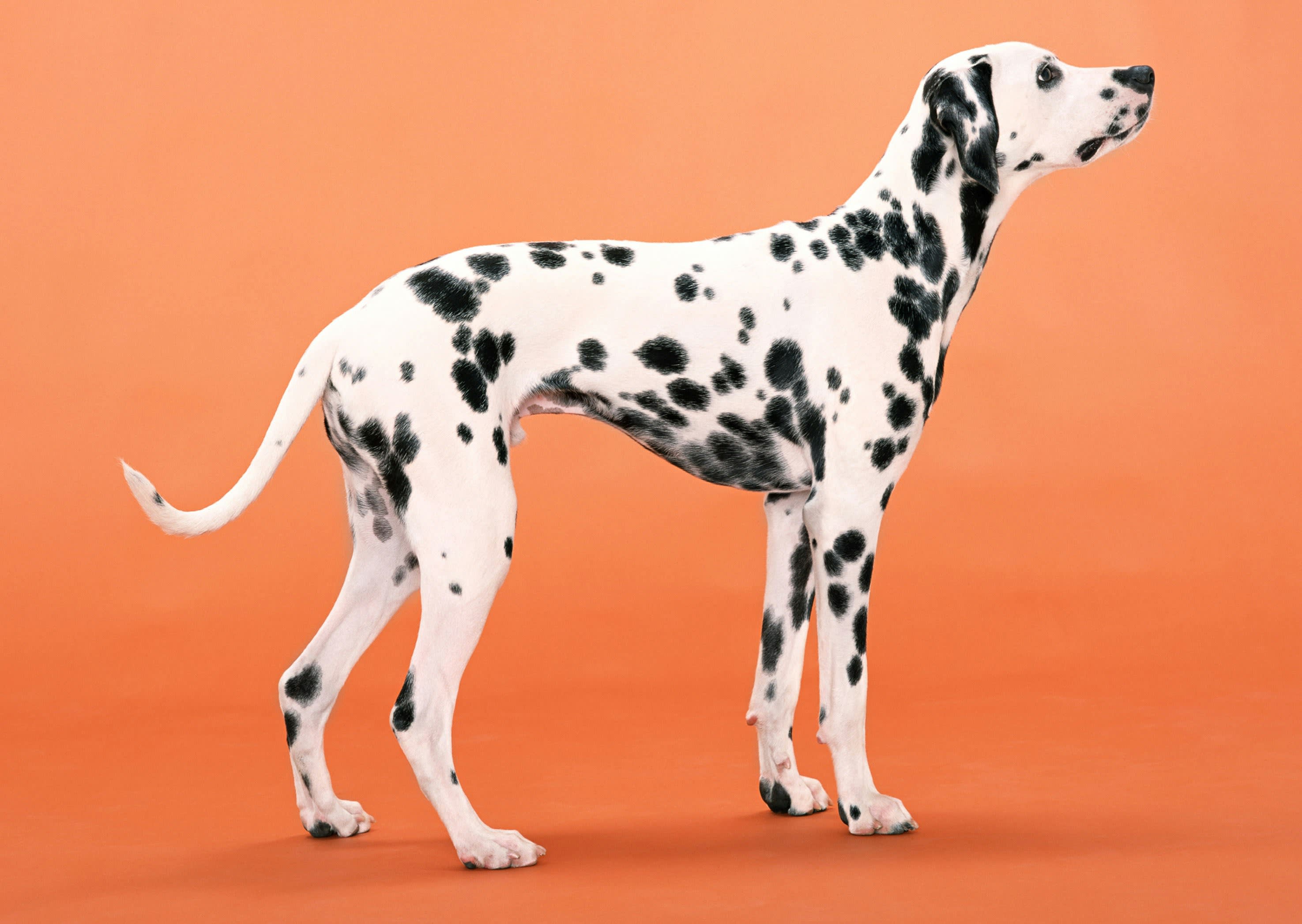 Dalmatian