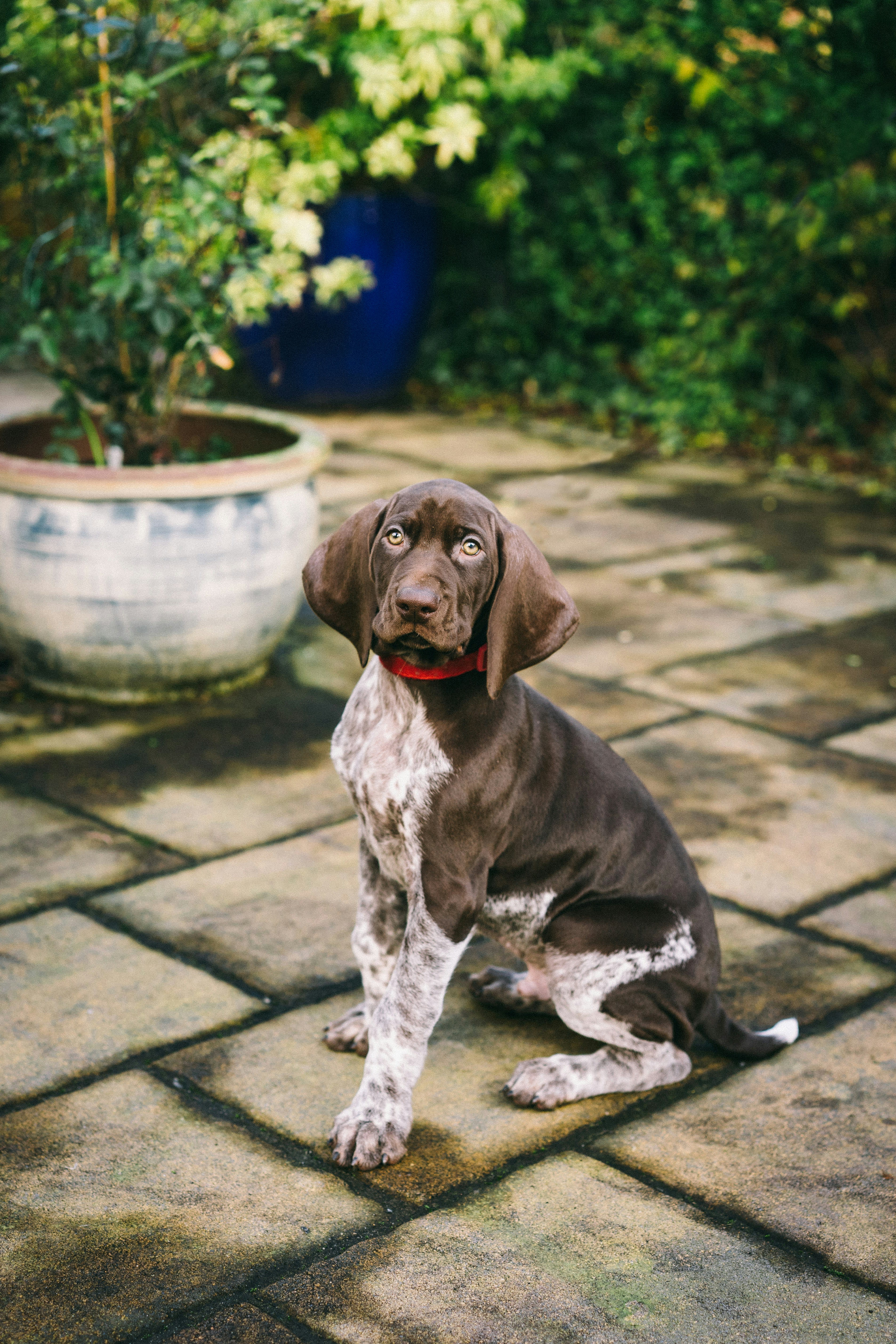 German Shorthaired Pointer