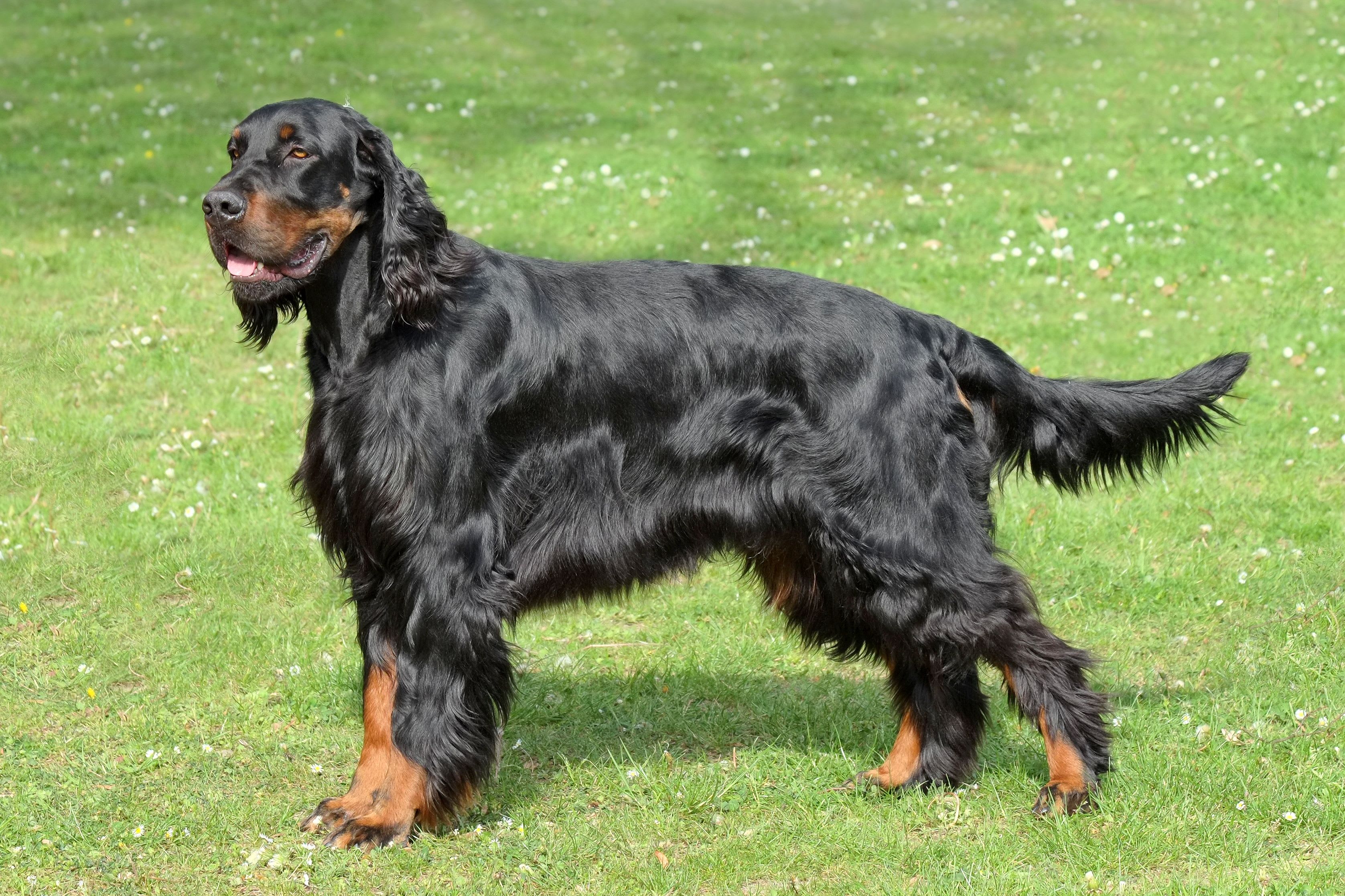 Gordon Setter 5