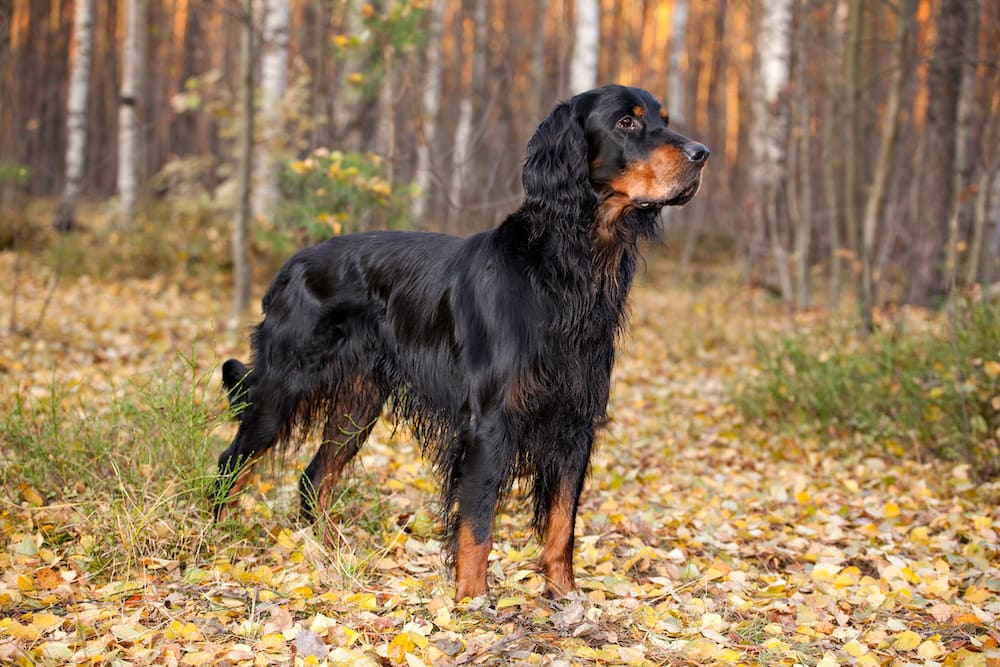 Gordon Setter
