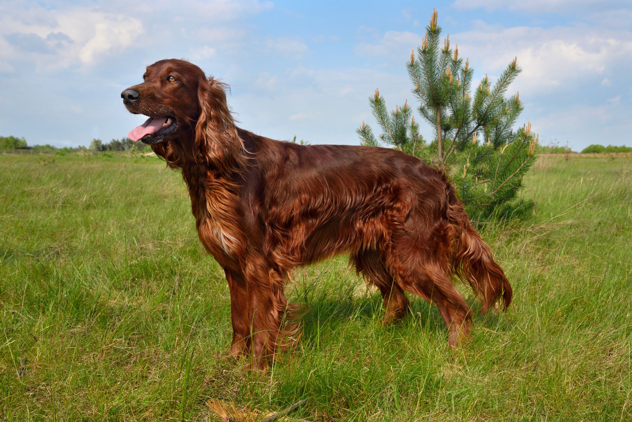 Irish Setter 3