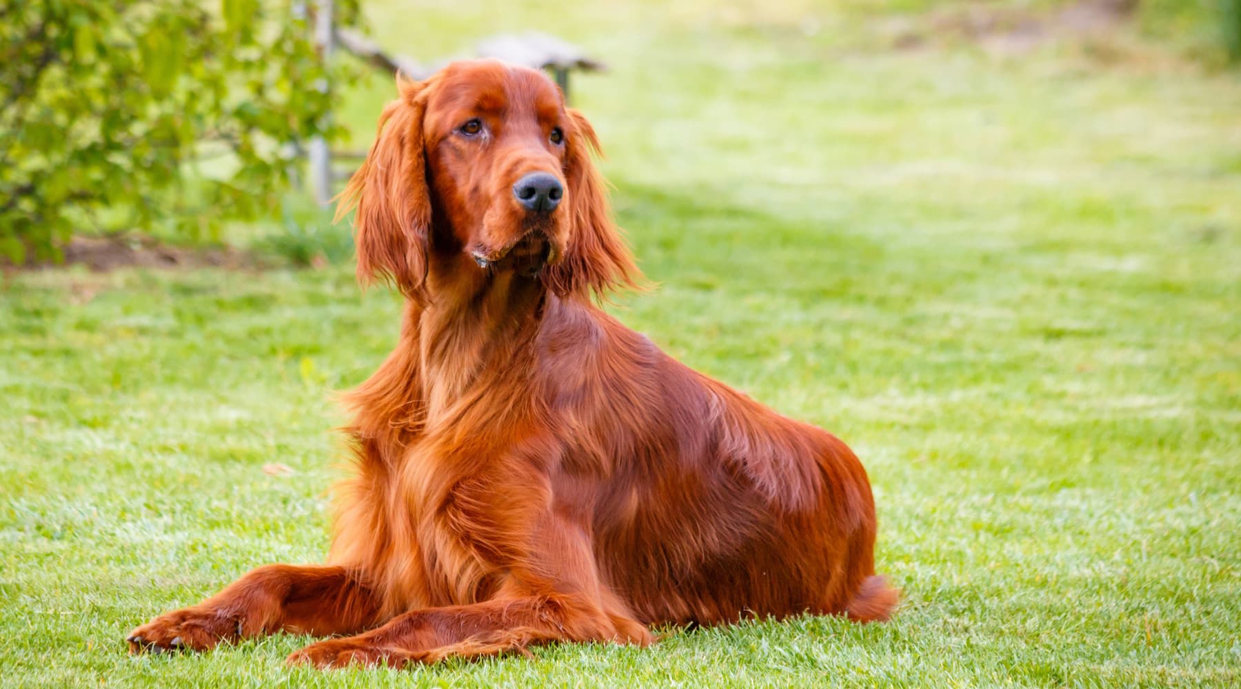 Irish Setter