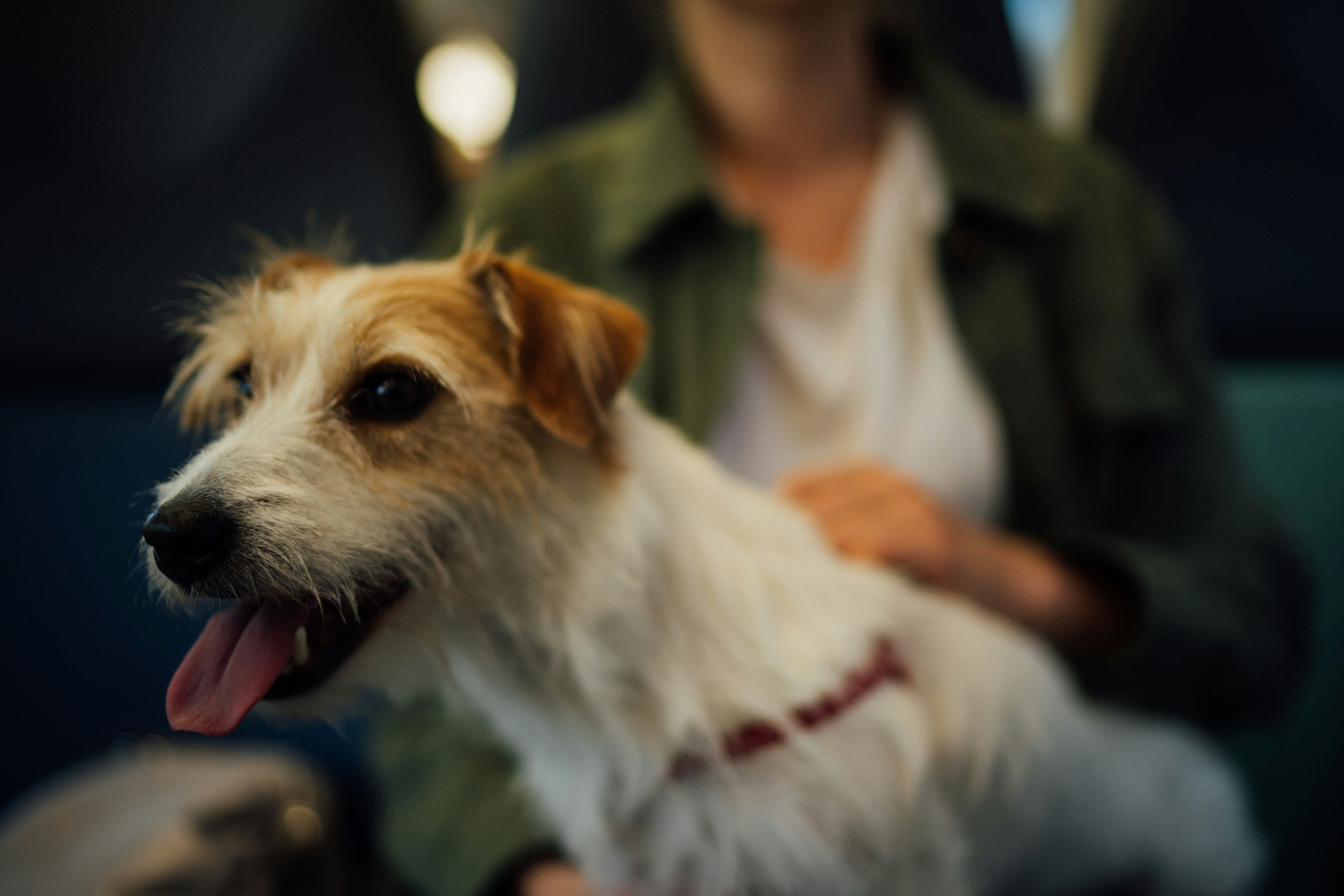 Jack Russell Terrier