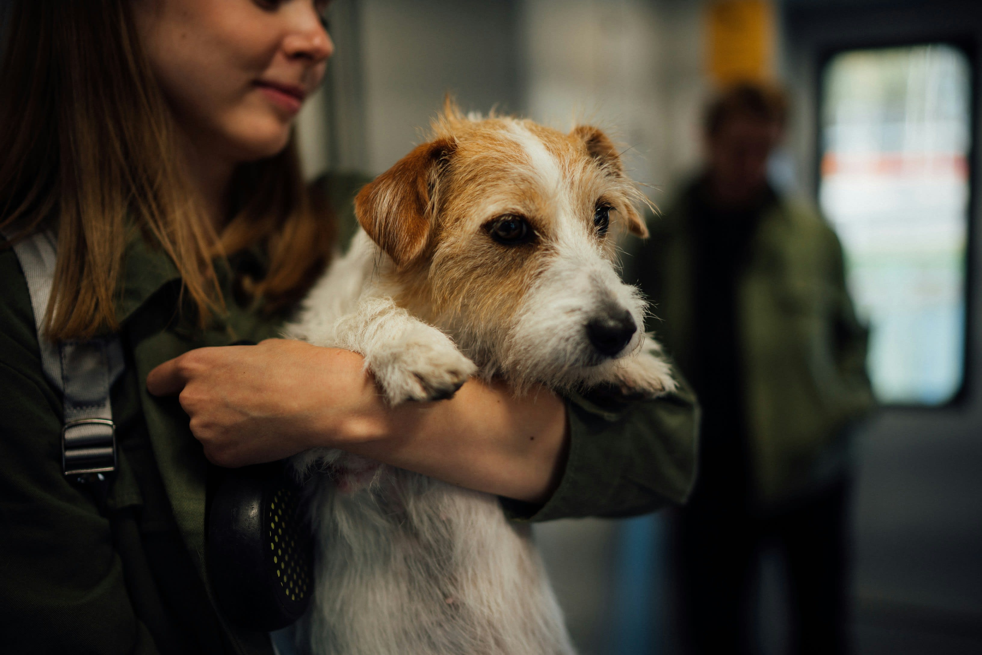 Jack Russell Terrier