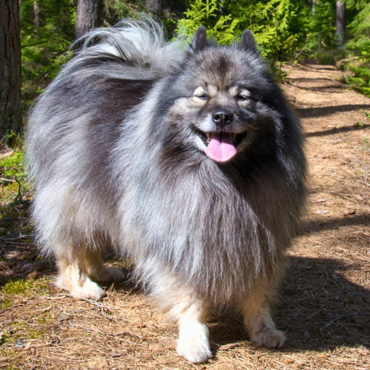 Keeshond 5