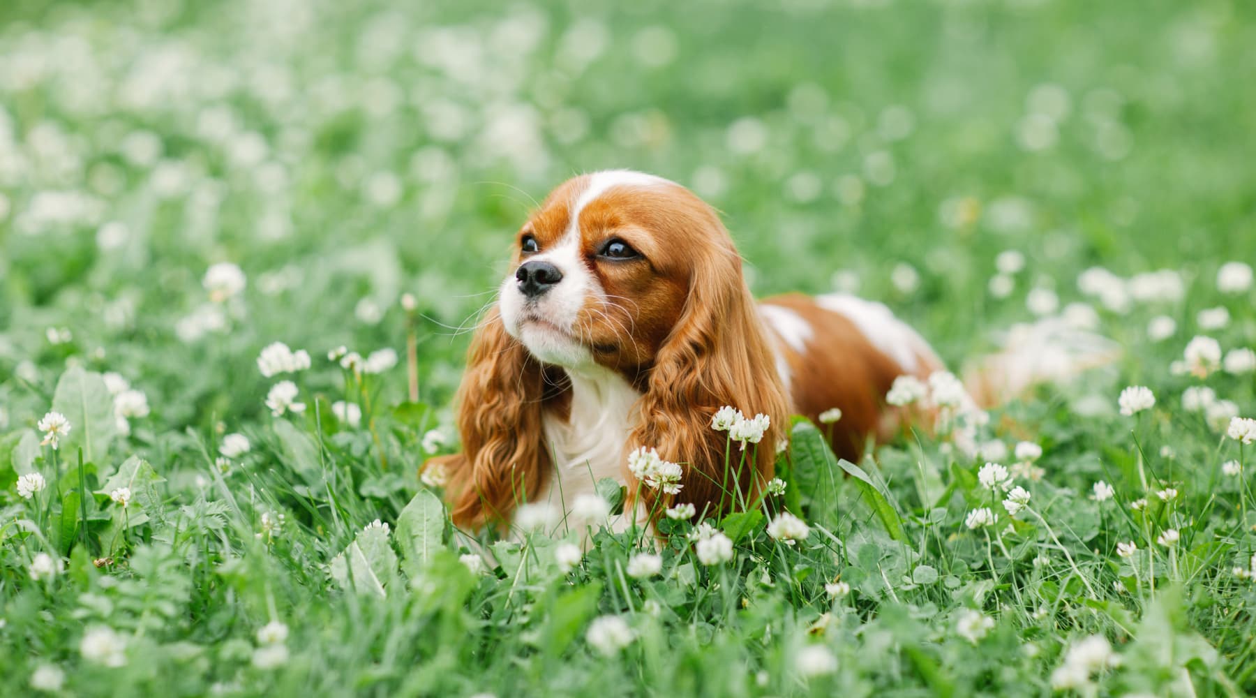King Charles Spaniel 3