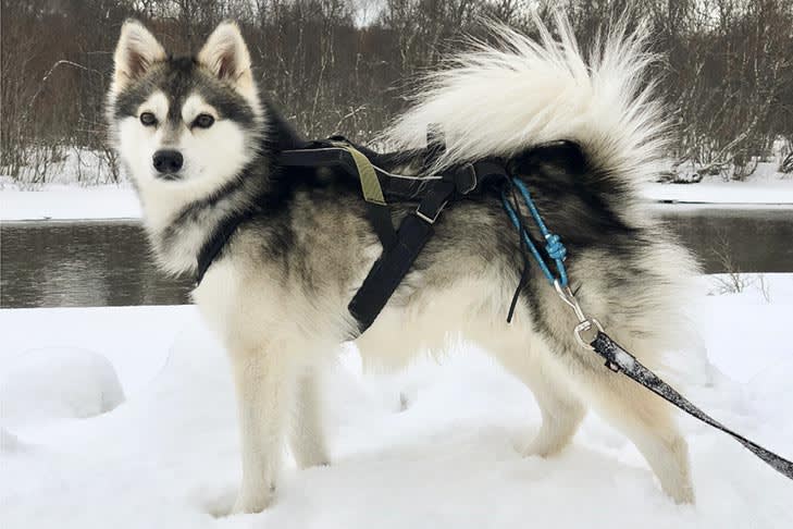 Klee Kai 3