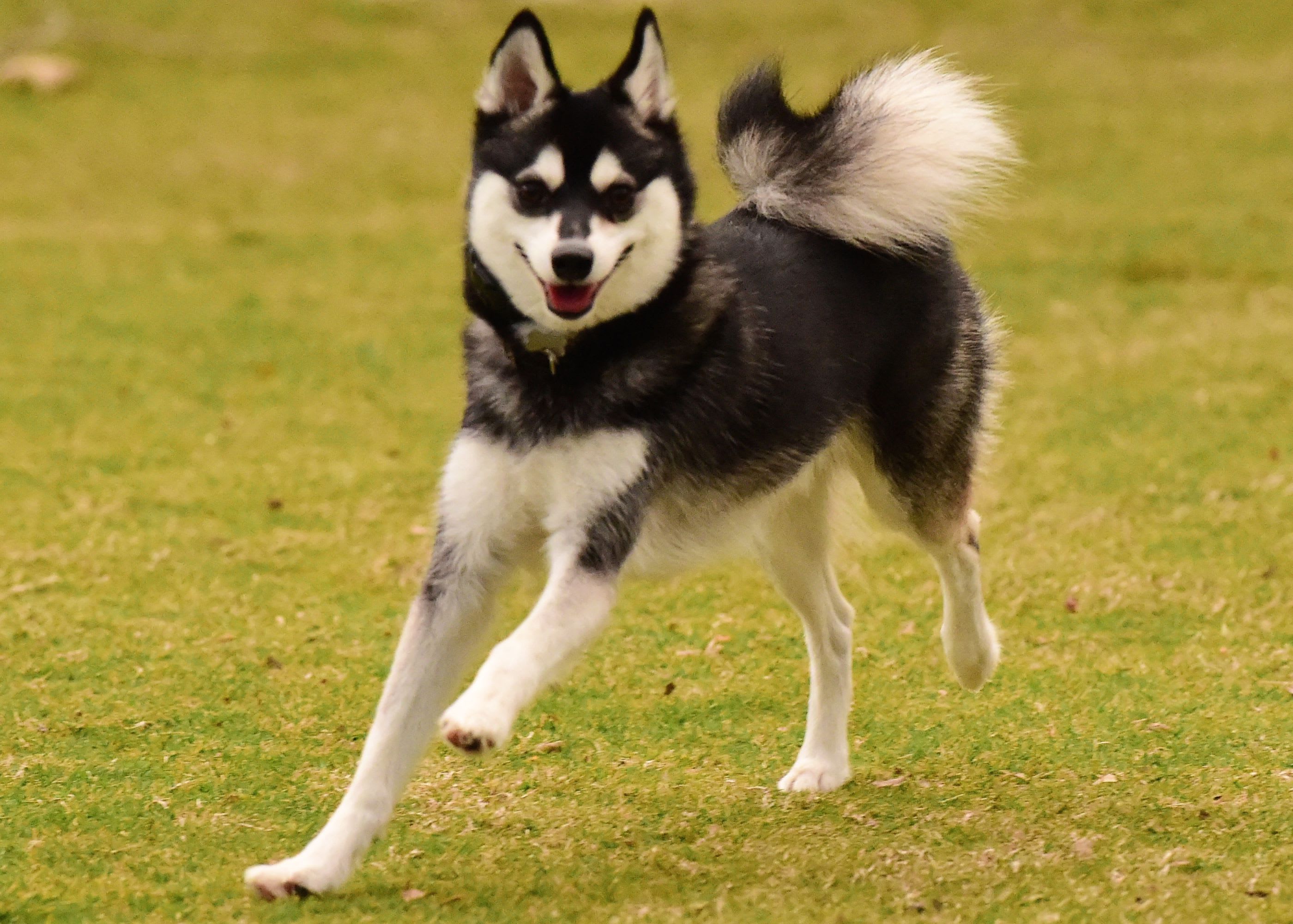 Klee Kai
