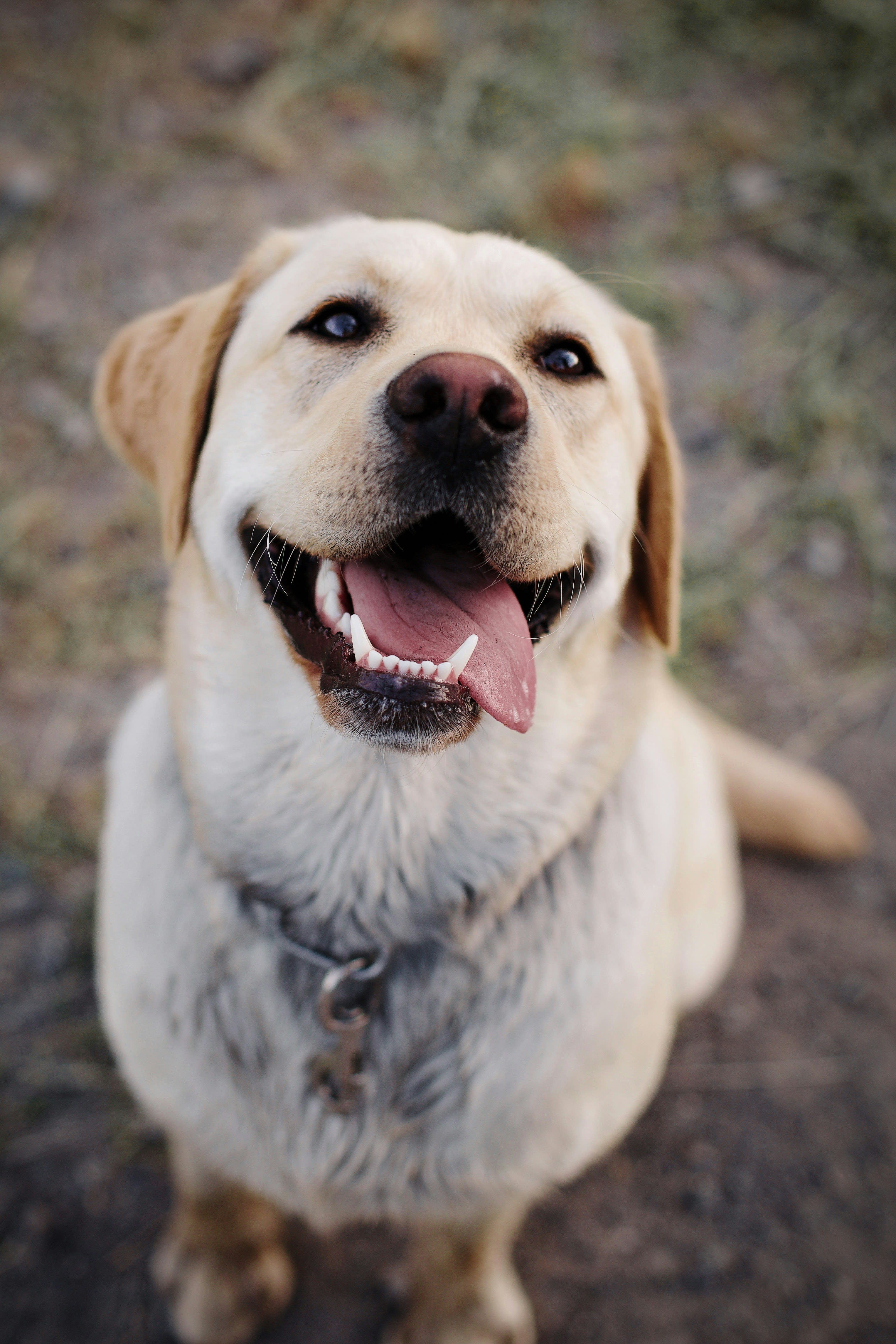 Labrador Retriever 9