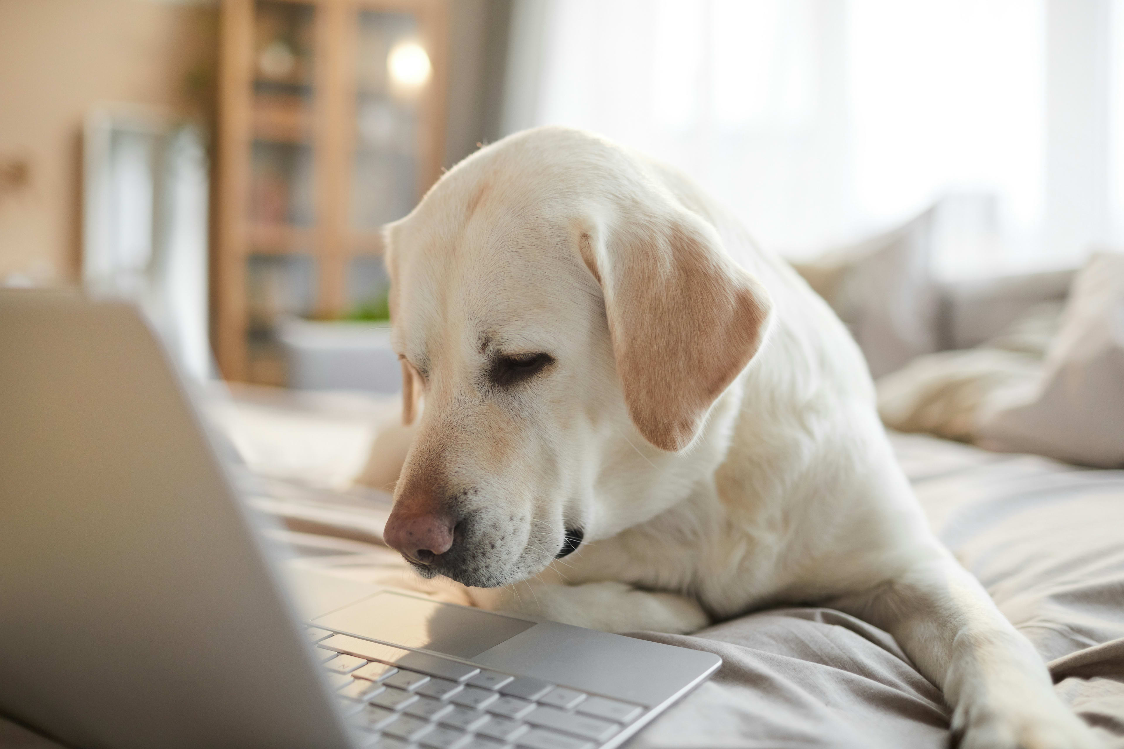 Labrador Retriever