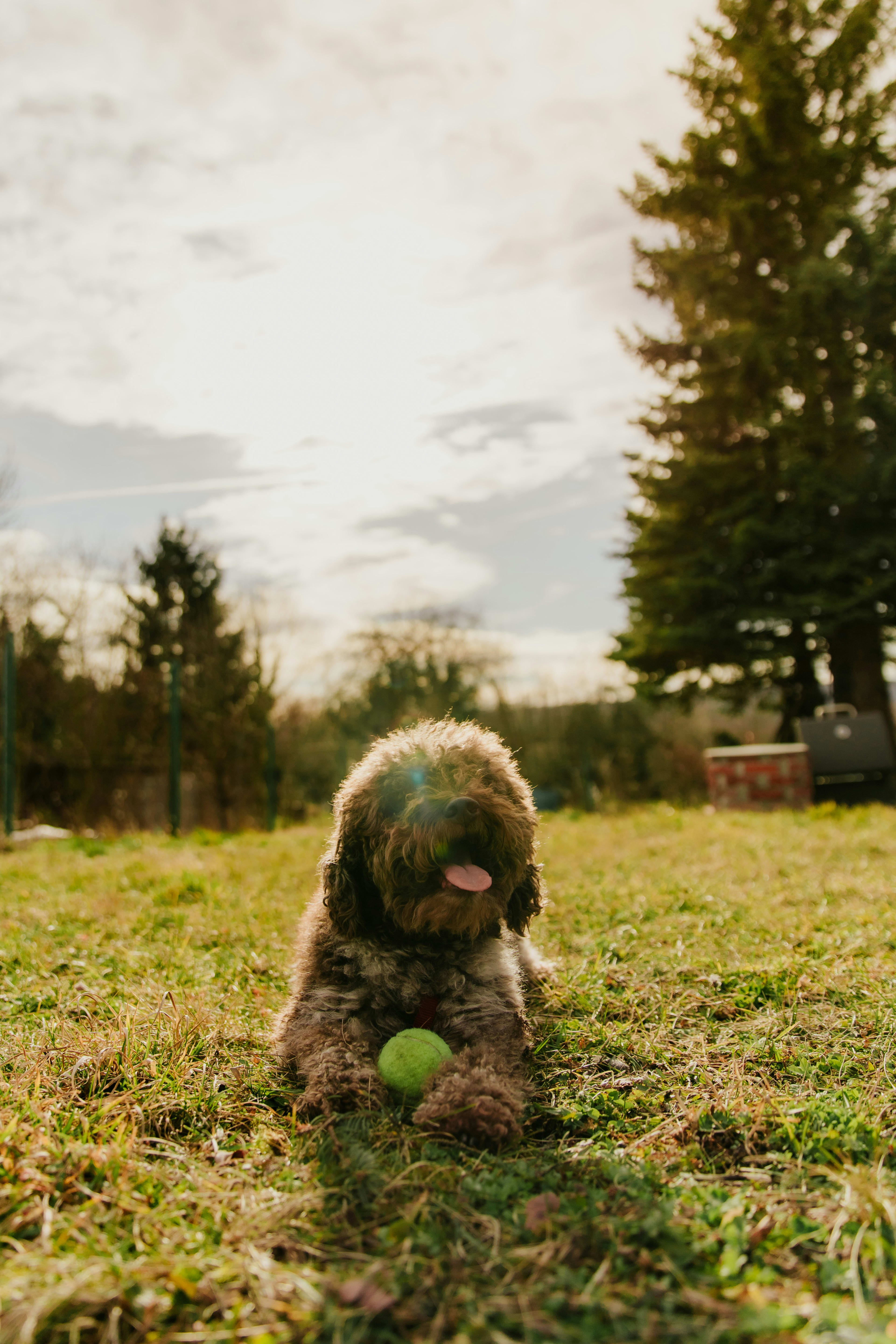 Lagotto Romagnolo