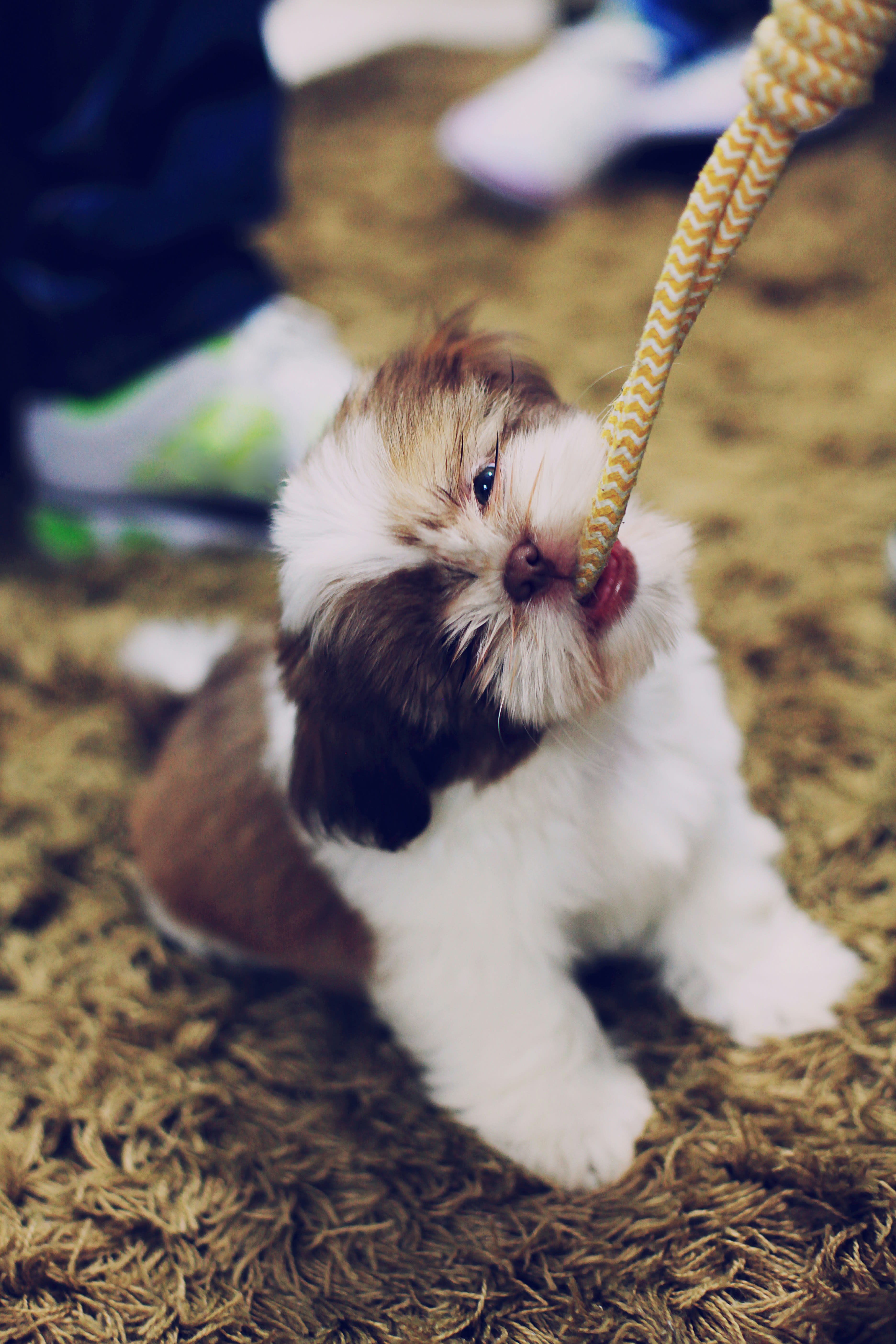 Lhasa Apso 2