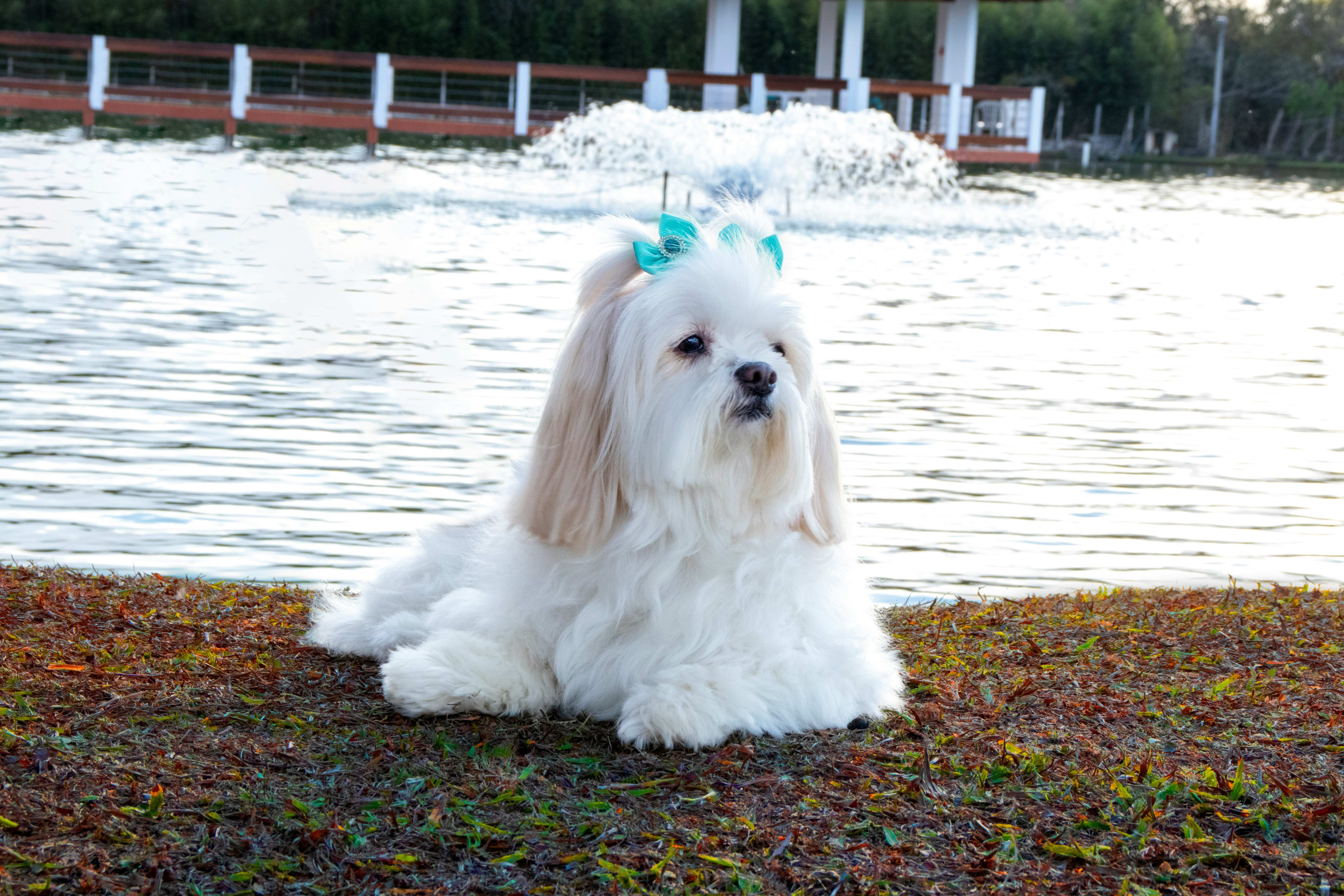Lhasa Apso