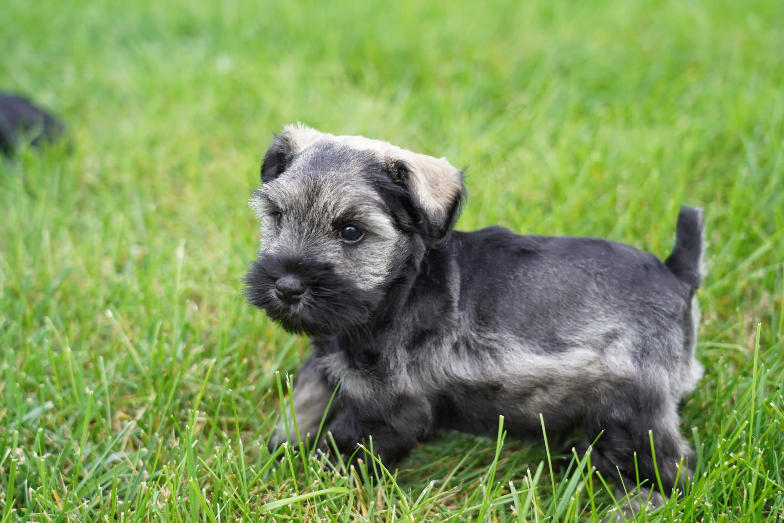Miniature Schnauzer