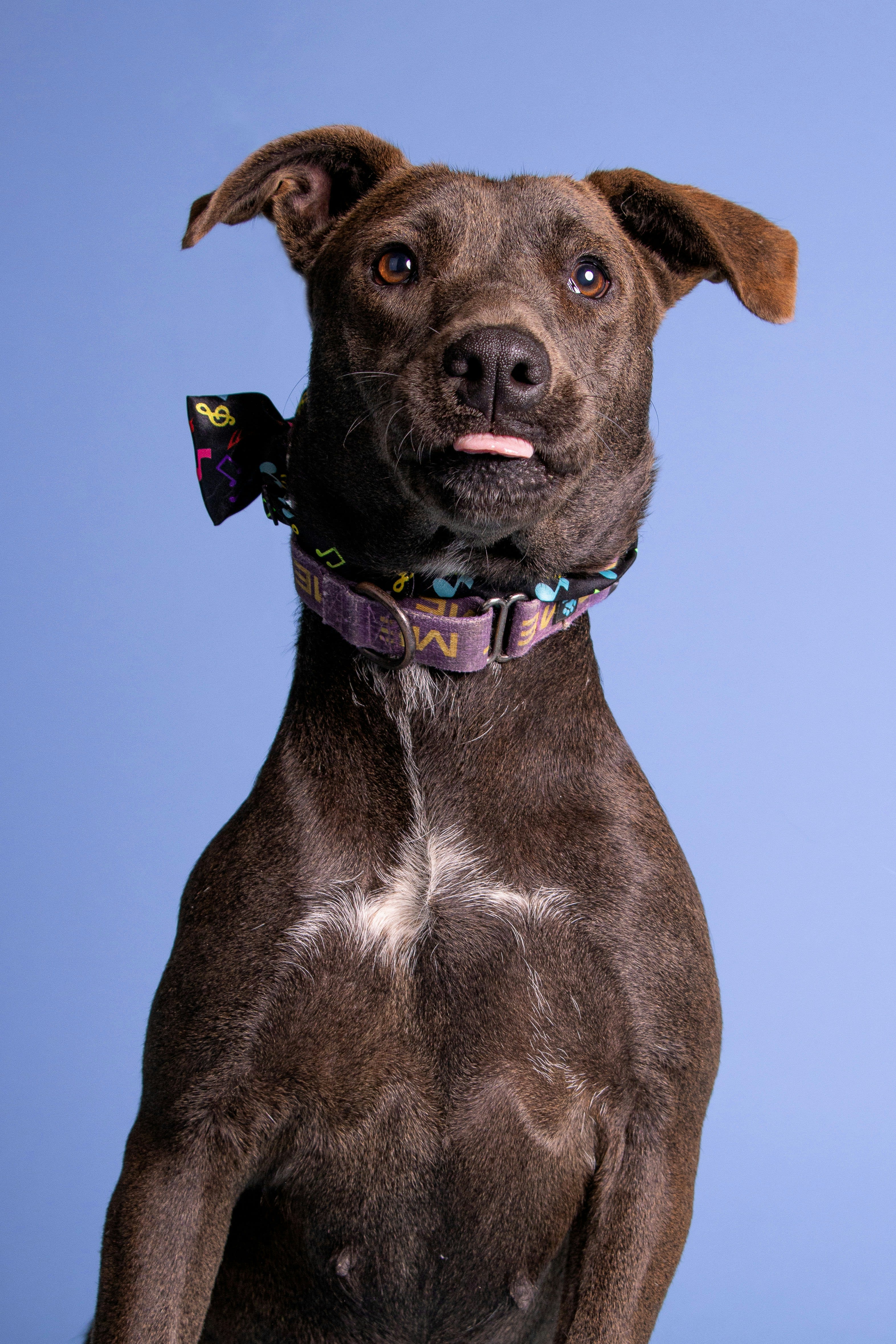 Pit Bull Terrier