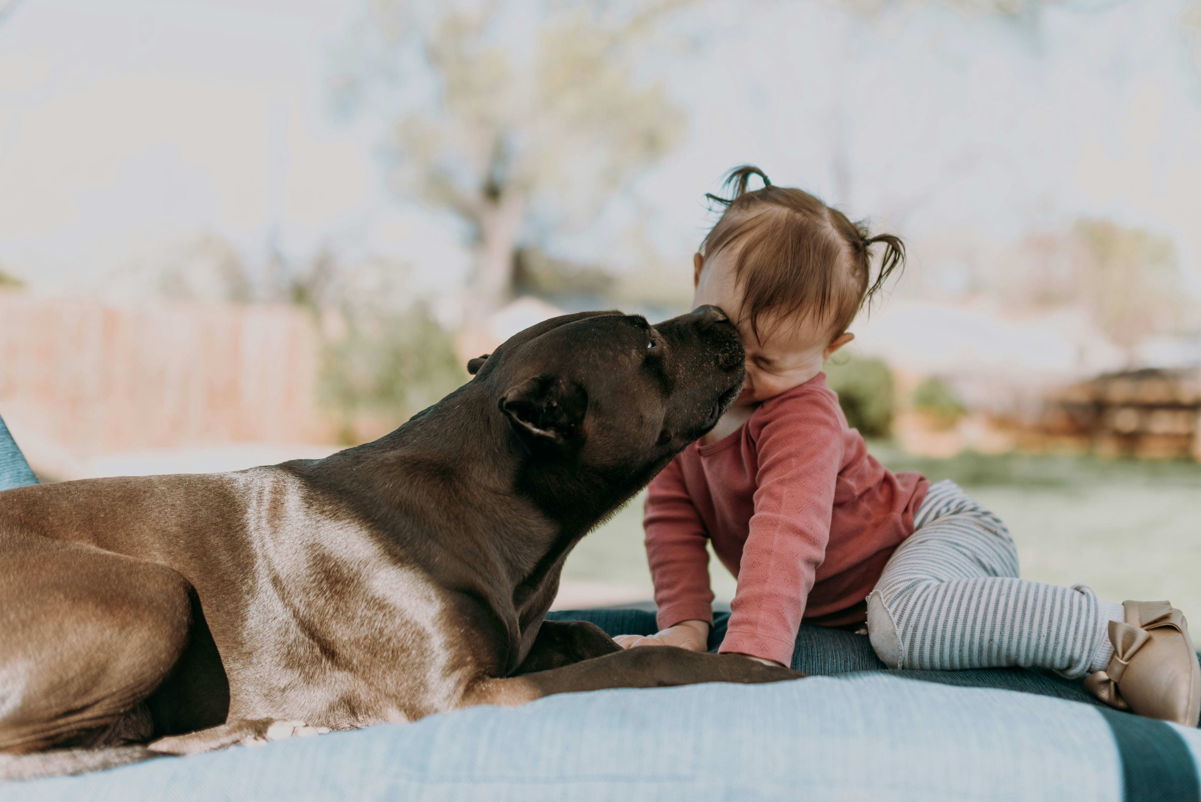 Pit Bull Terrier
