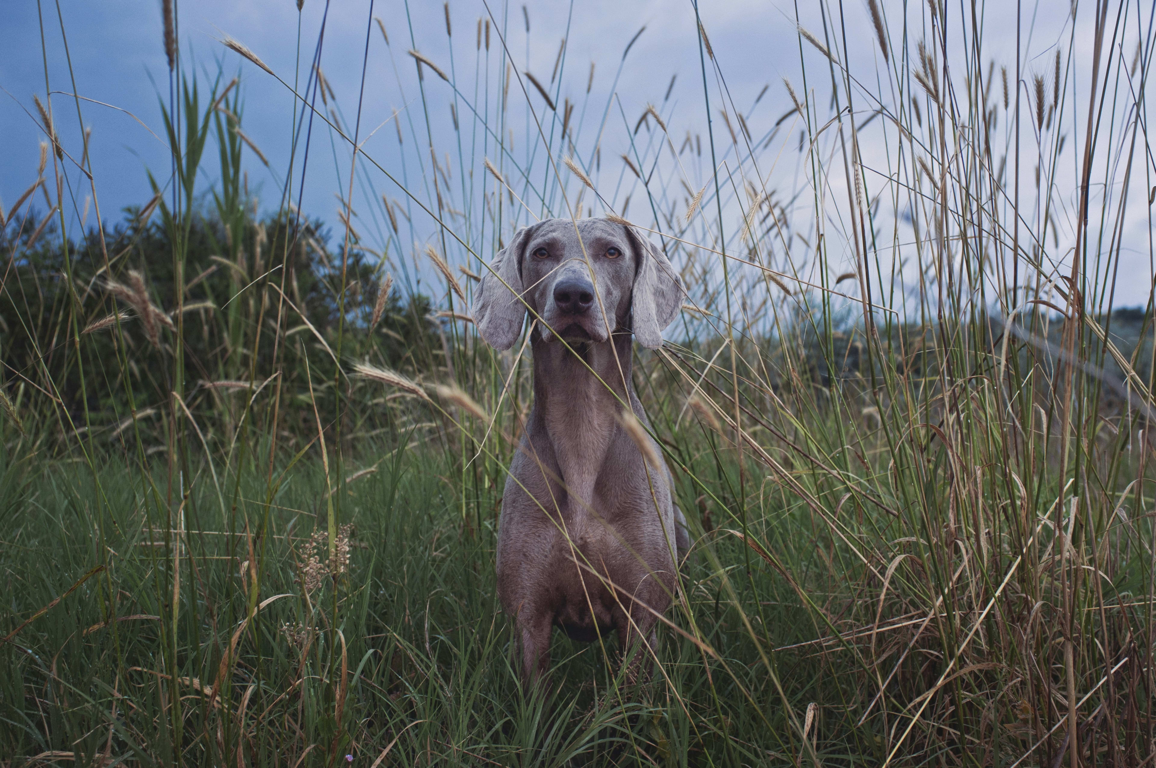 Pointer