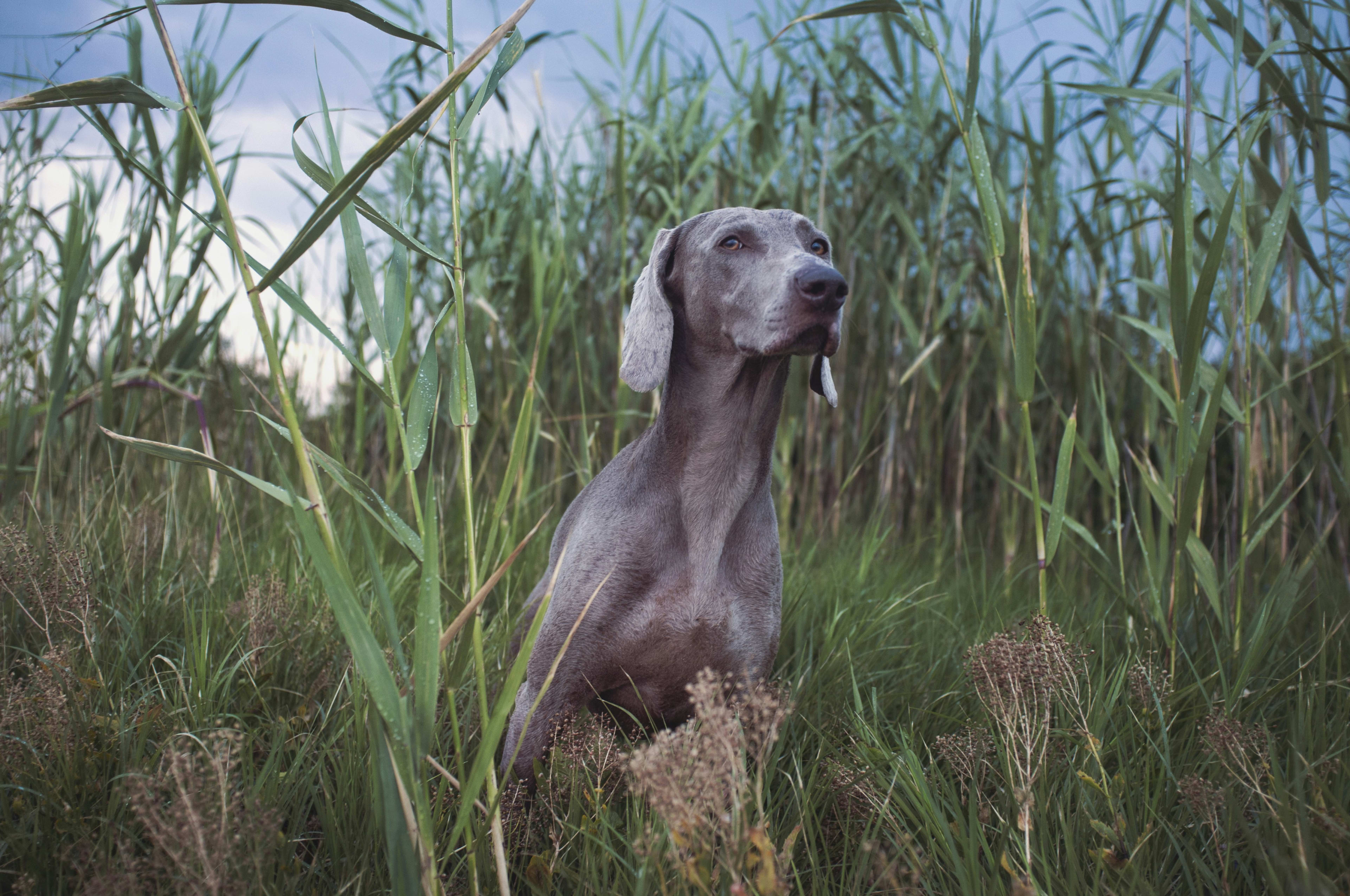 Pointer