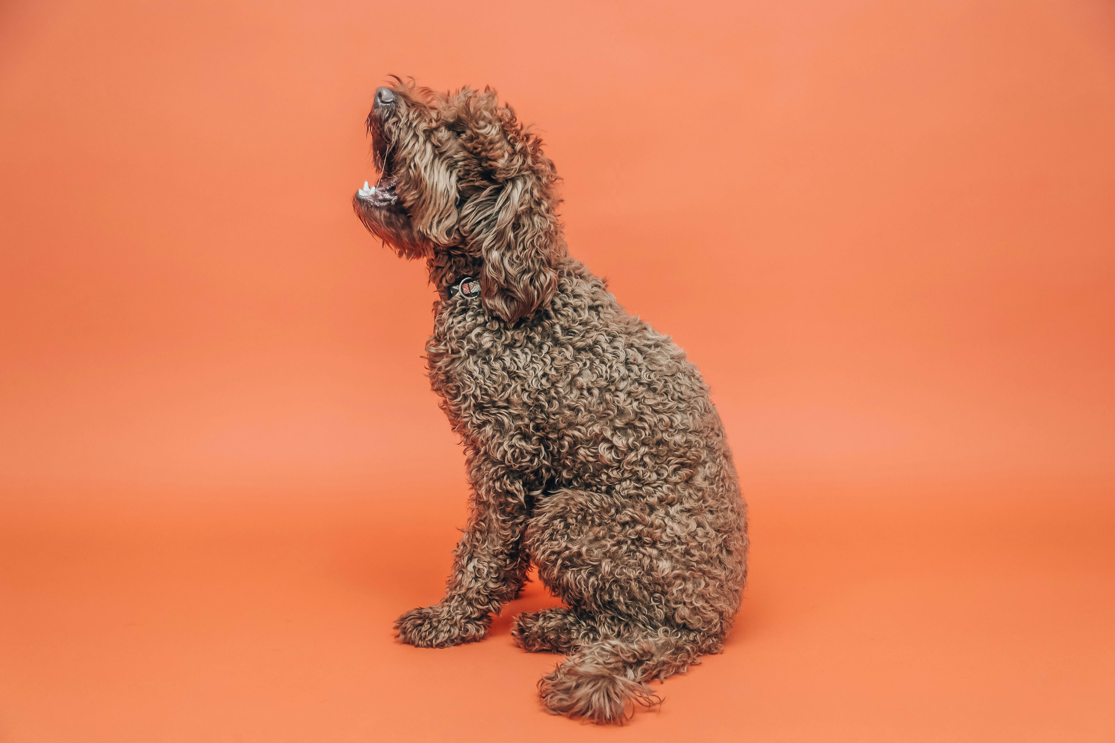 Poodle