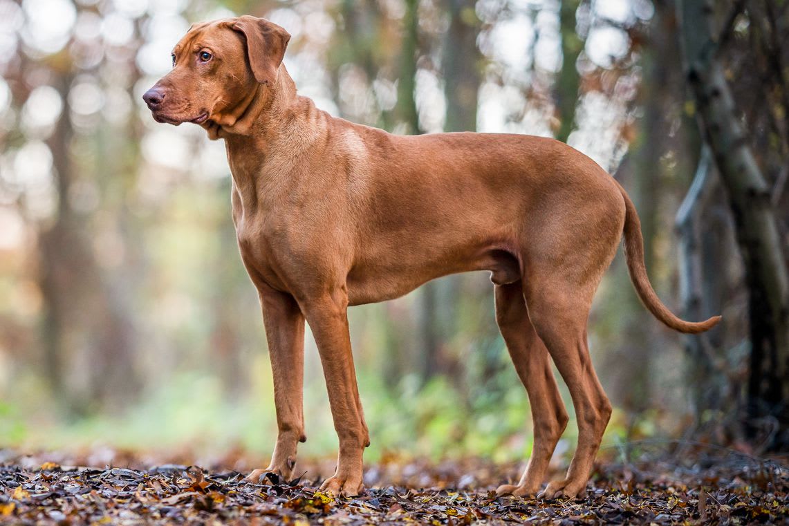 Rhodesian Ridgeback 3