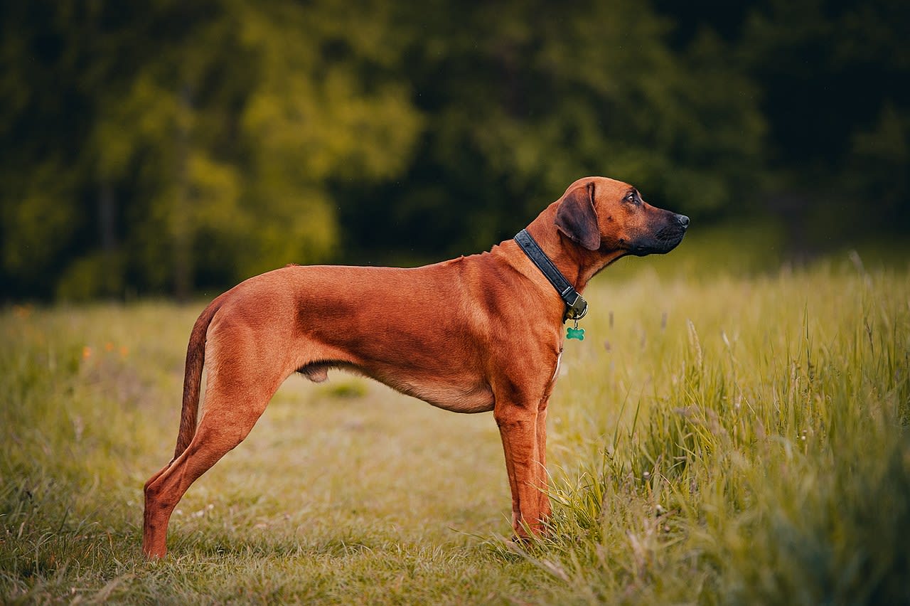 Rhodesian Ridgeback