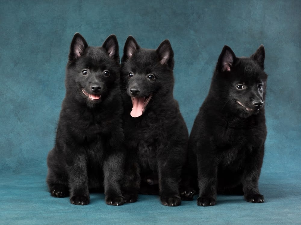 Schipperke